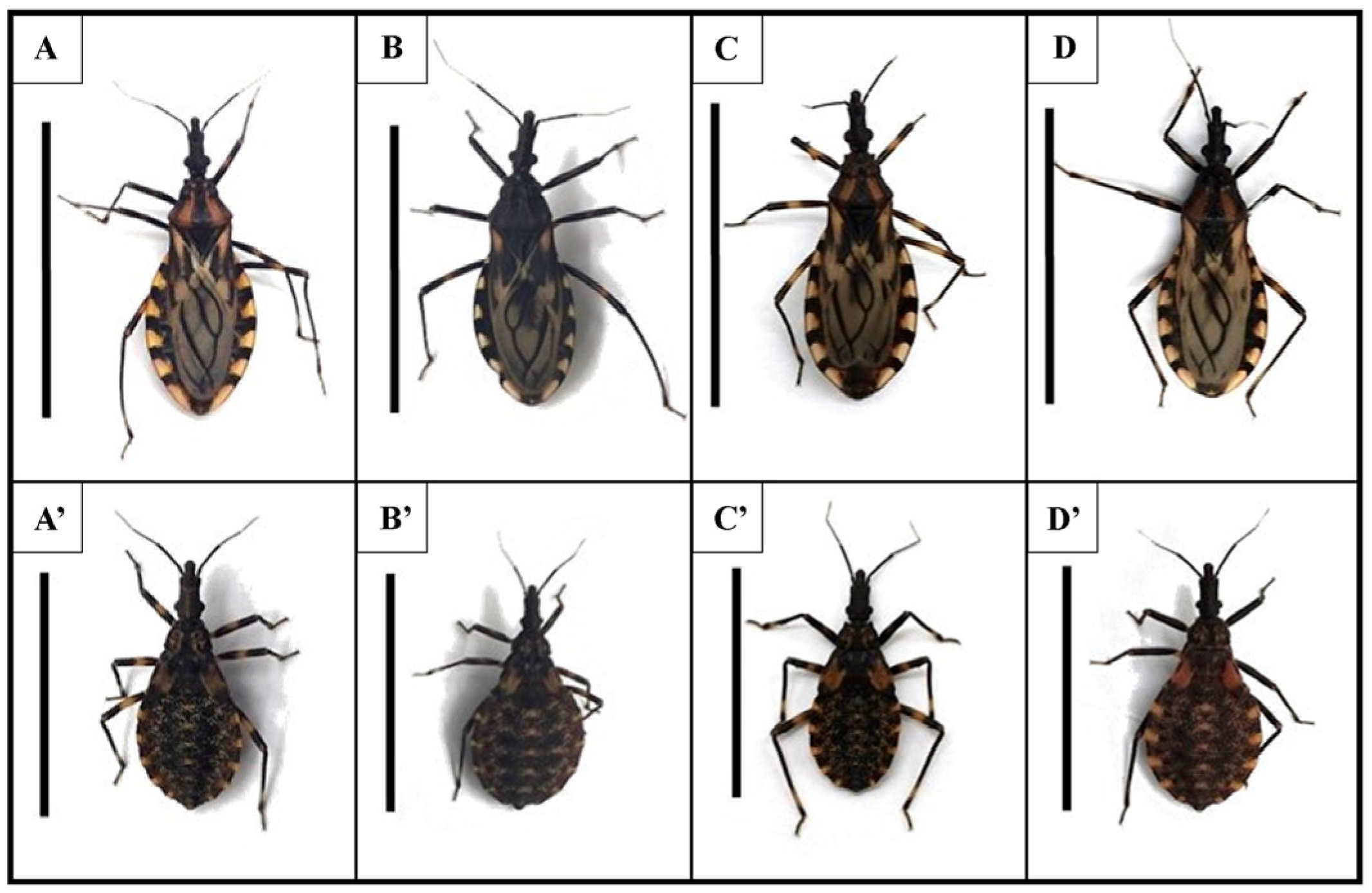 Microorganisms 11 02850 g001