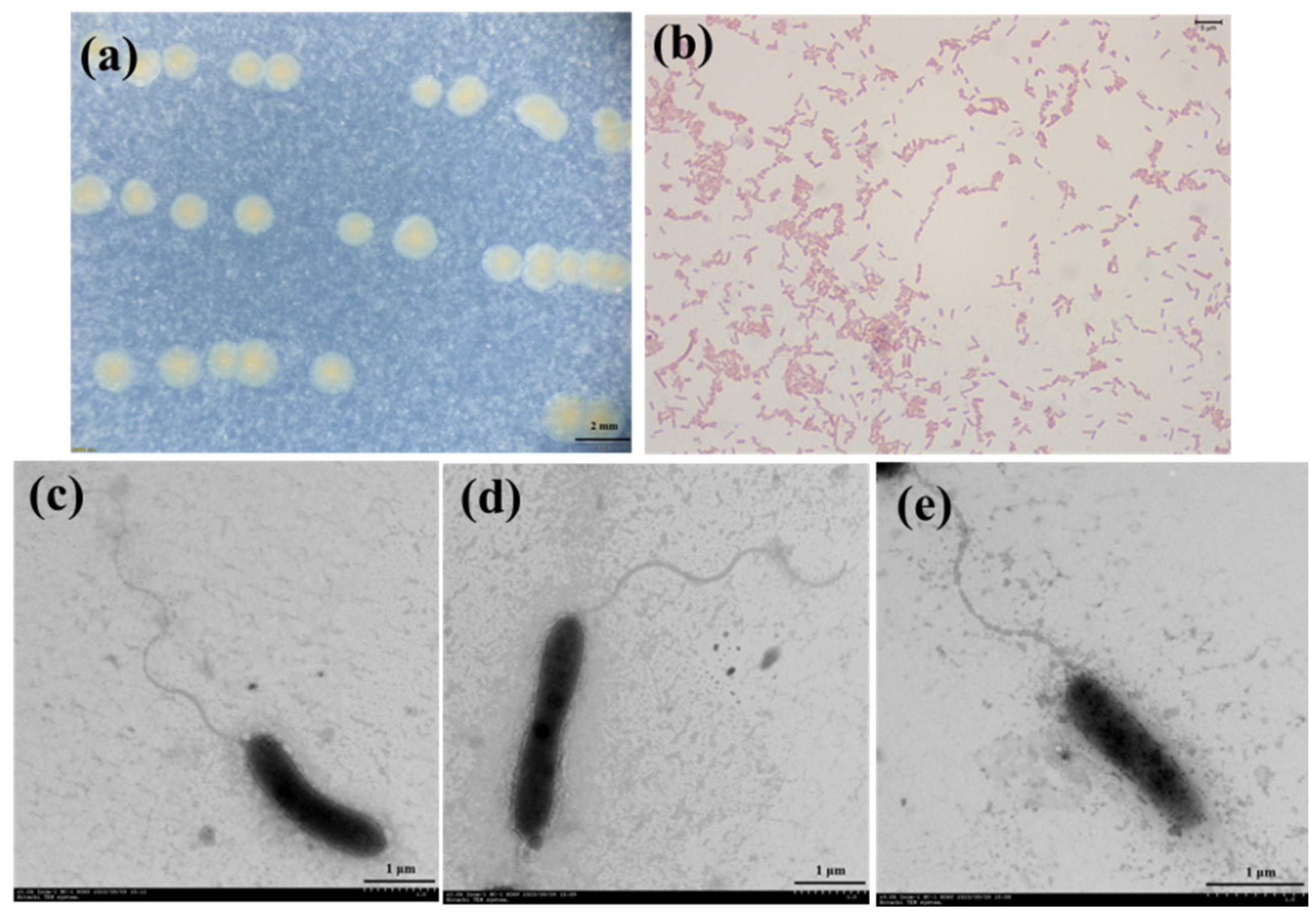 Microorganisms 11 02870 g001
