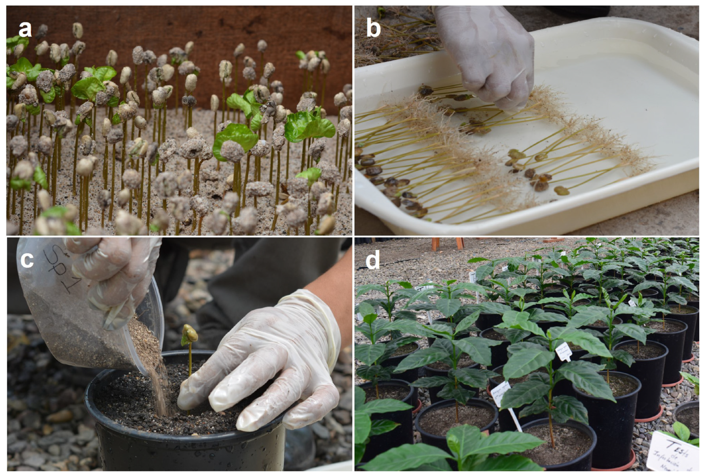 Microorganisms 11 02883 g001