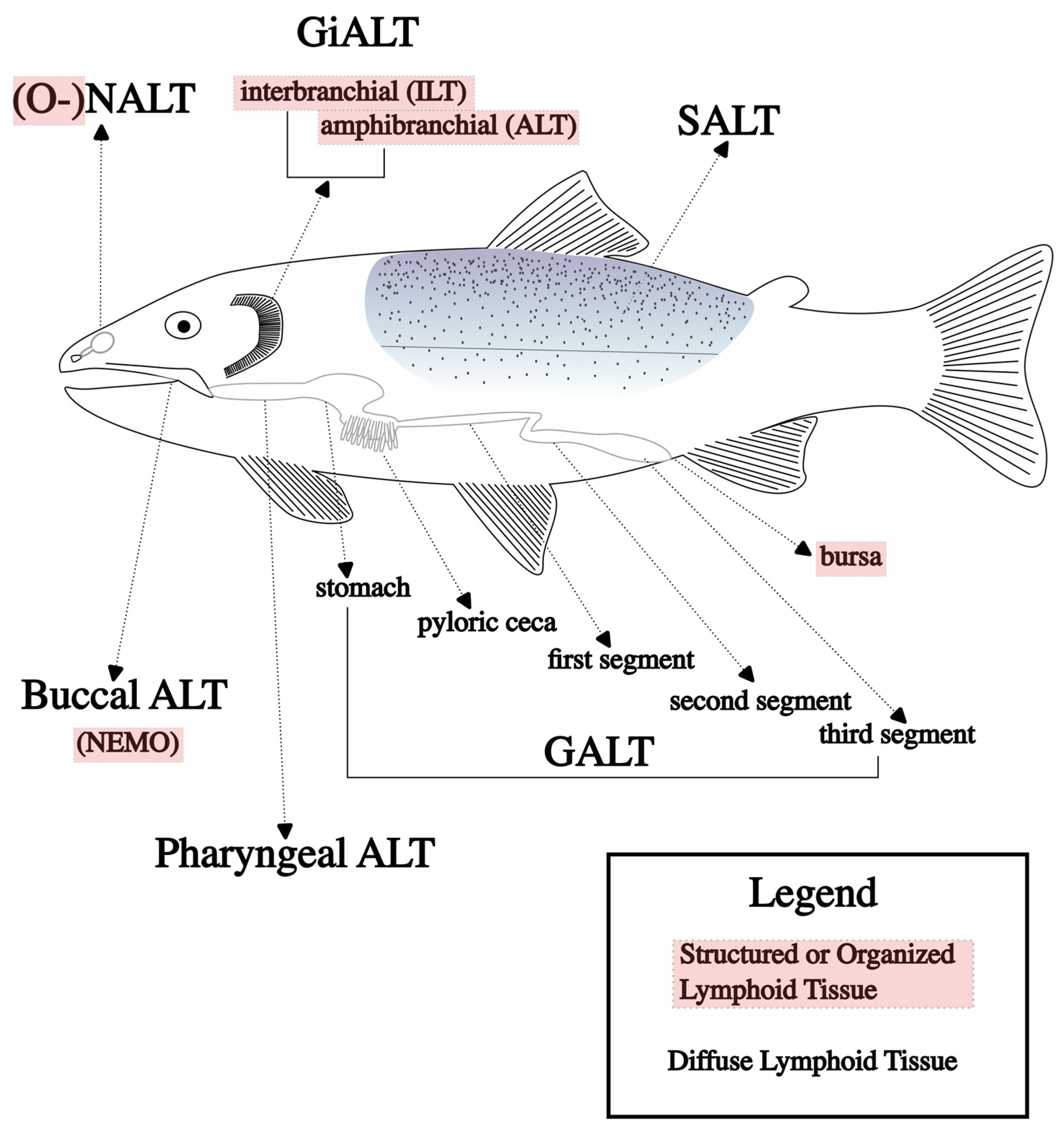 Microorganisms 11 02917 g001