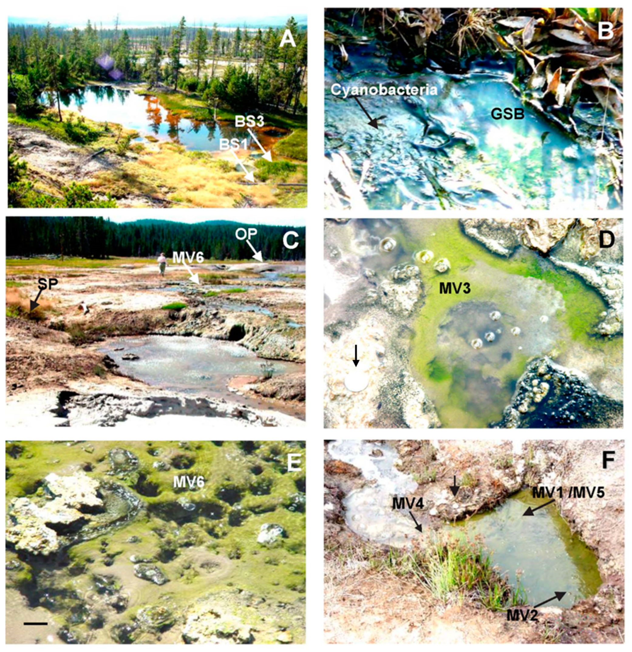 Microorganisms 11 02921 g003