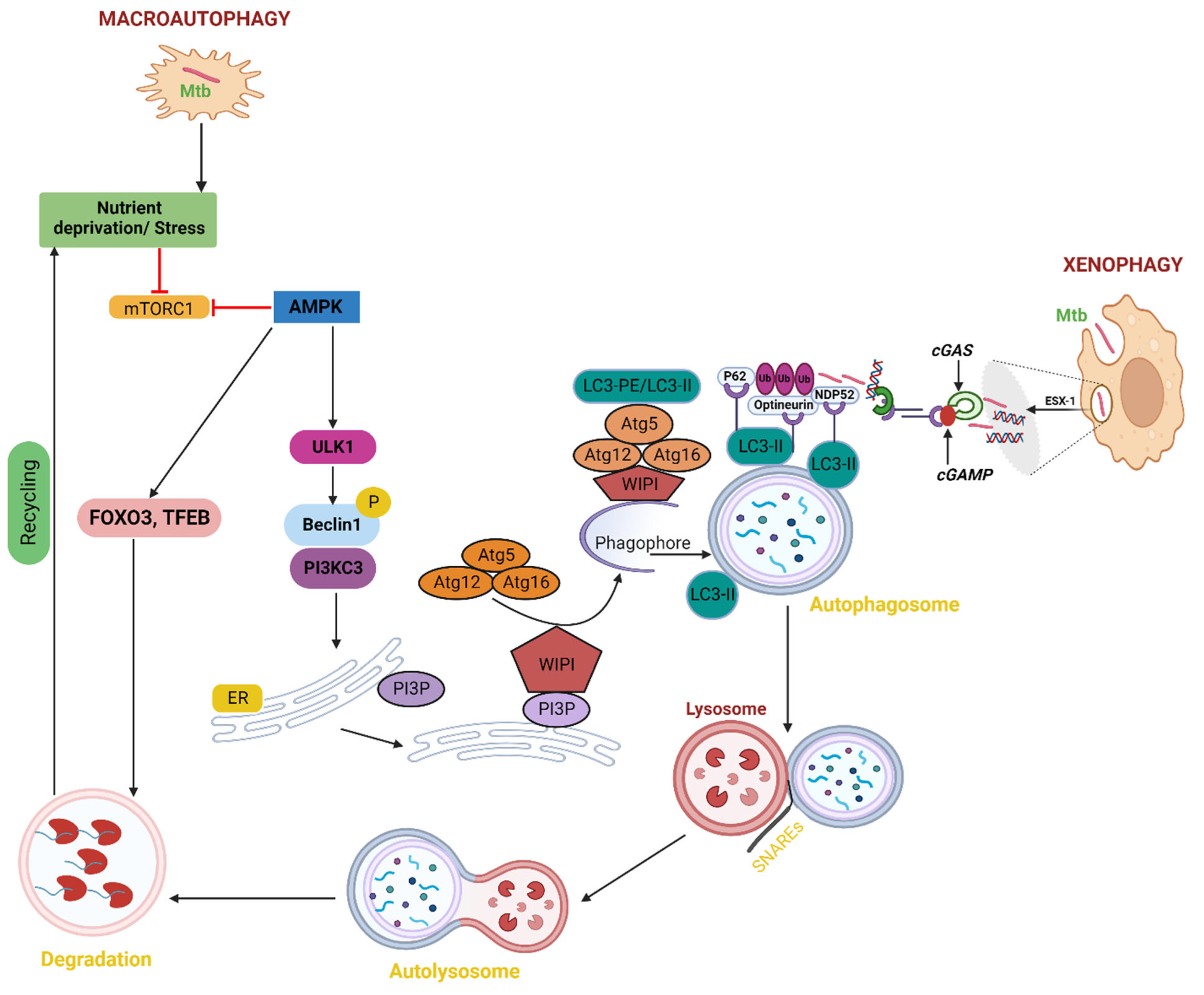 Microorganisms 11 02944 g002 Microorganisms 11 02944 g002