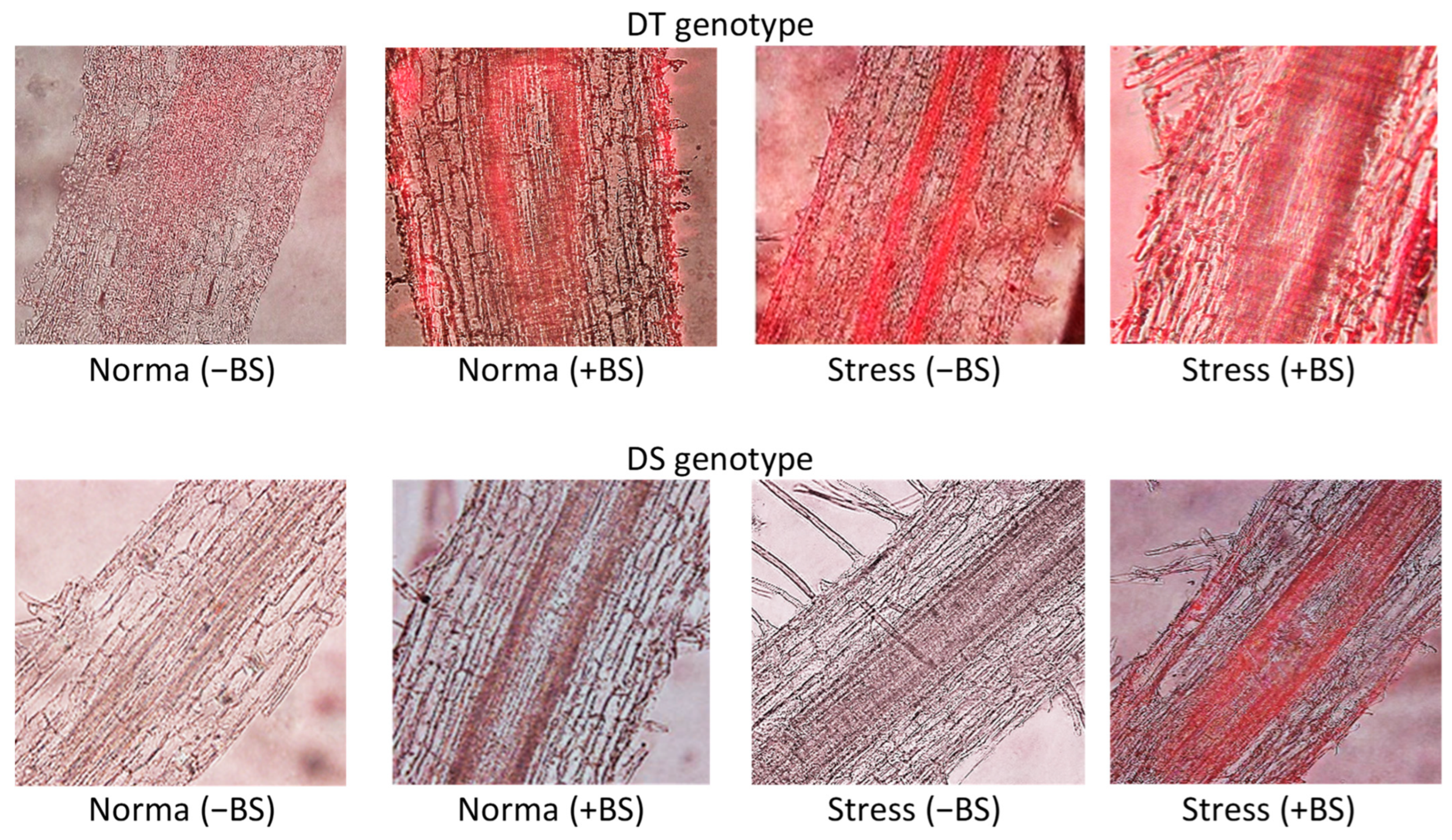 Microorganisms 11 02955 g003