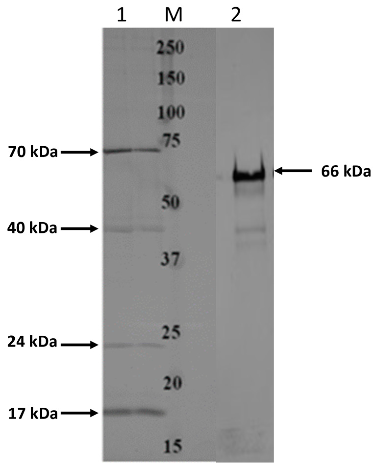 Microorganisms 11 02968 g001 Microorganisms 11 02968 g001