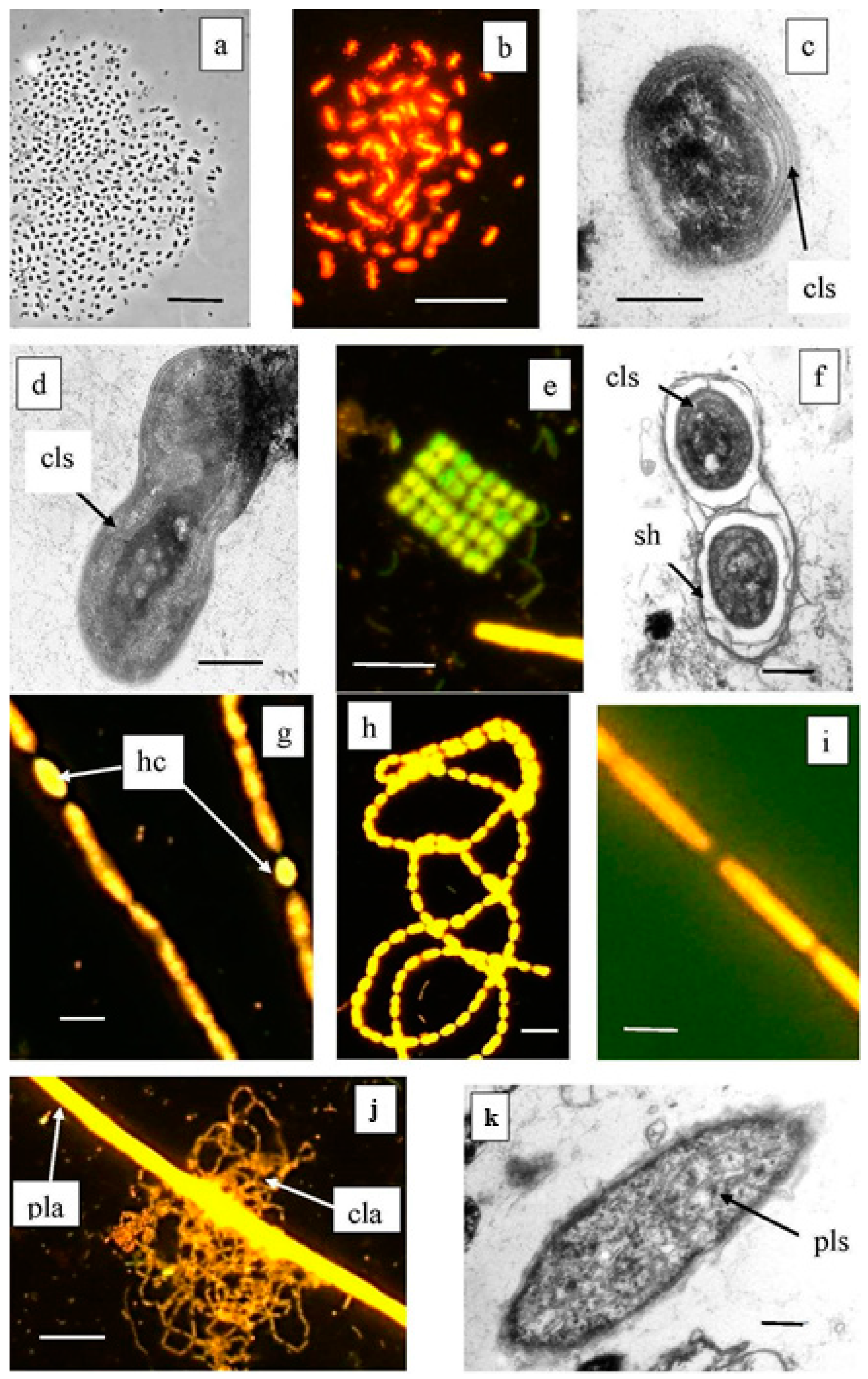 Microorganisms 12 00013 g005 Microorganisms 12 00013 g005