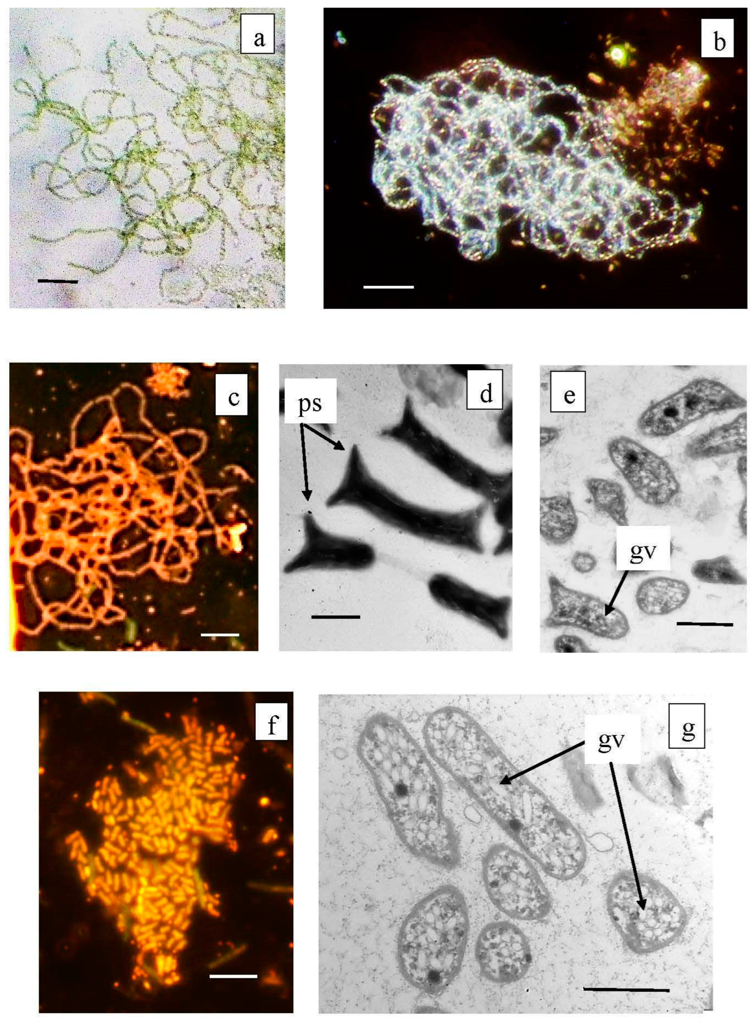 Microorganisms 12 00013 g009 Microorganisms 12 00013 g009