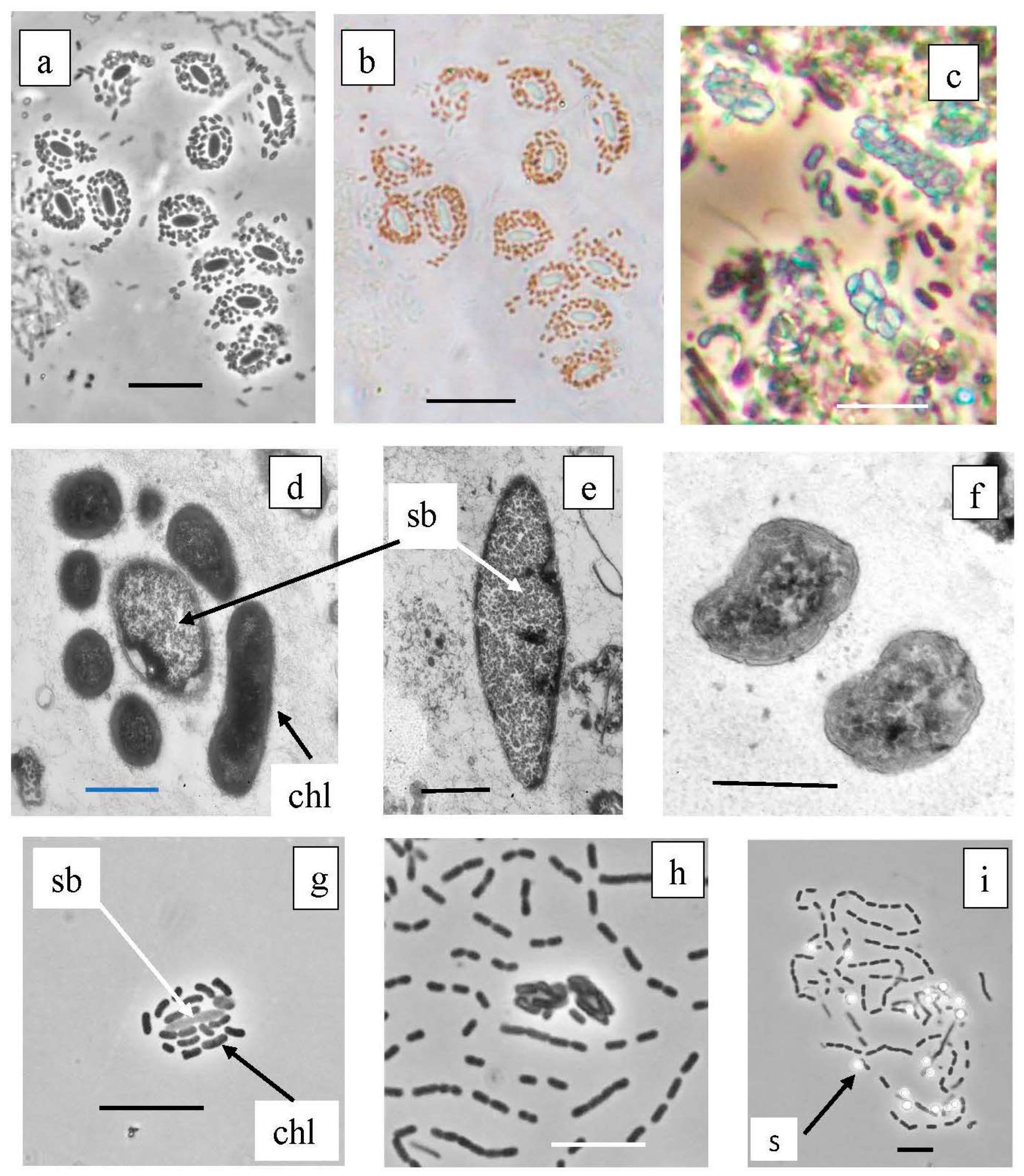 Microorganisms 12 00013 g011 Microorganisms 12 00013 g011