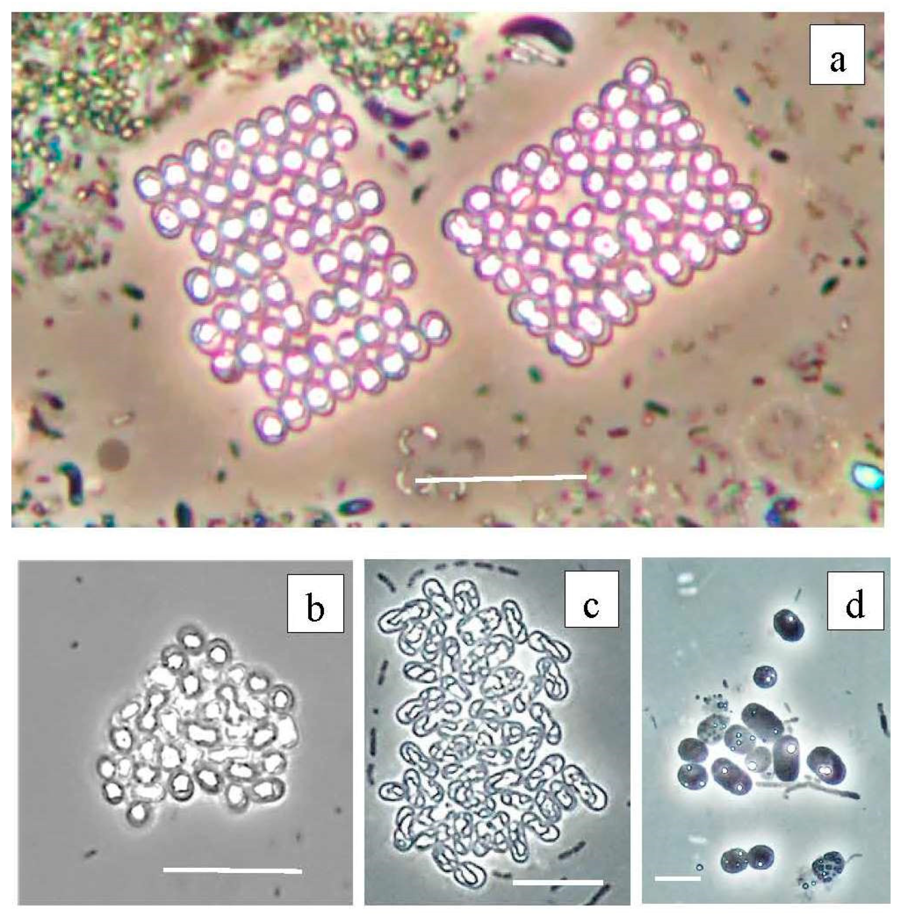 Microorganisms 12 00013 g013 Microorganisms 12 00013 g013