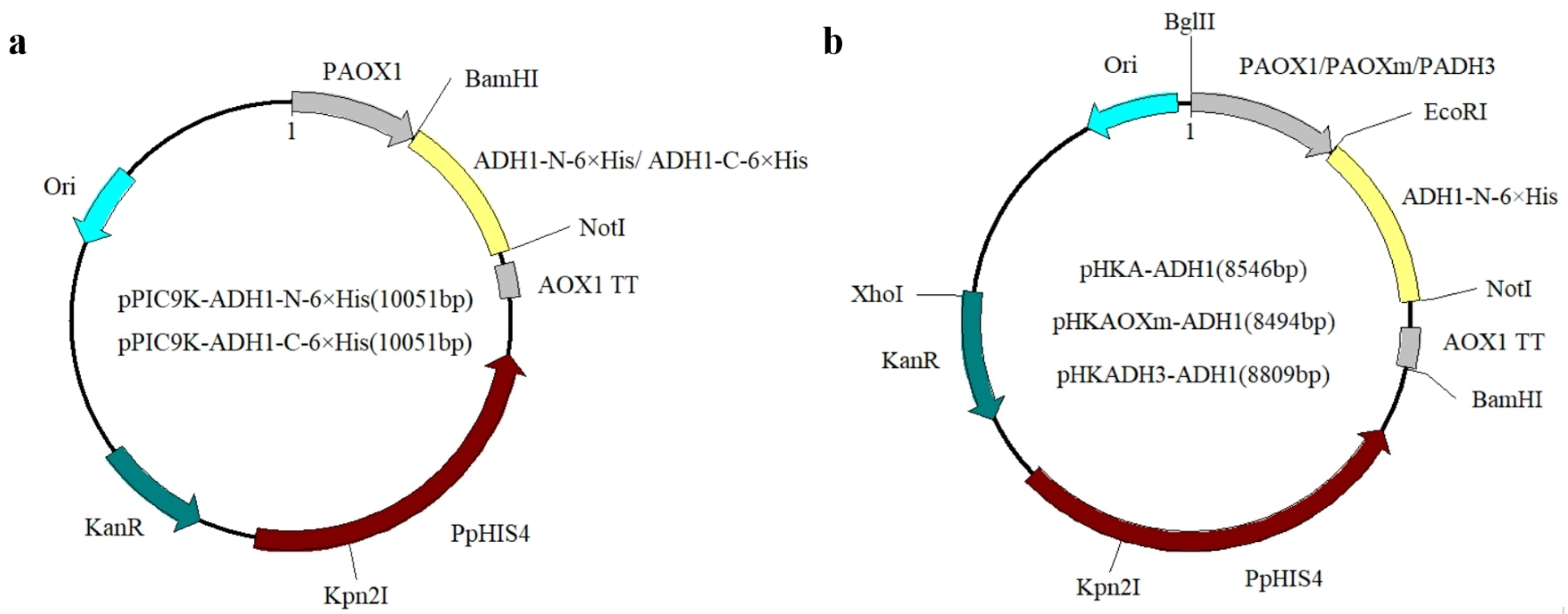 Microorganisms 12 00038 g001