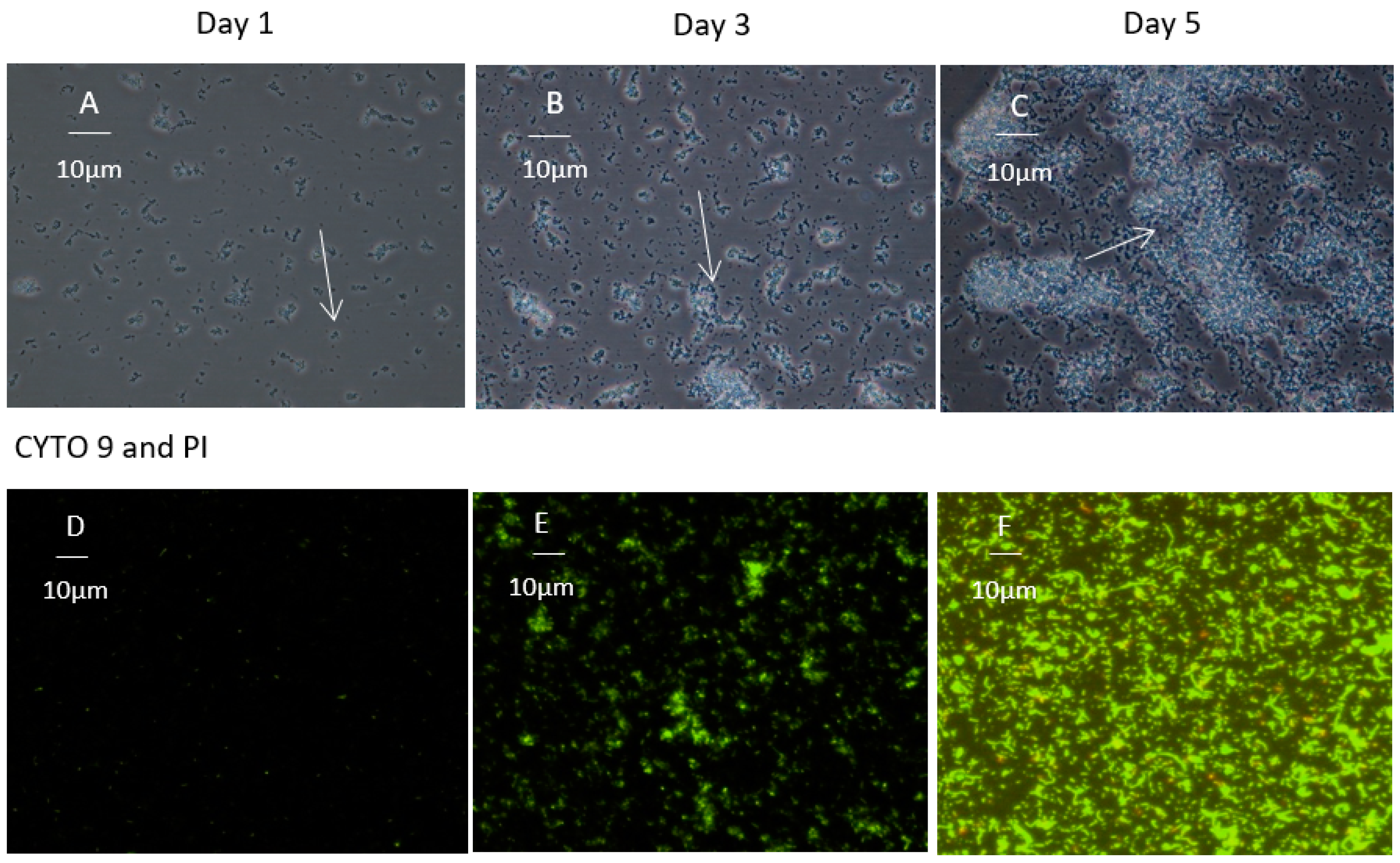 Microorganisms 12 00046 g002