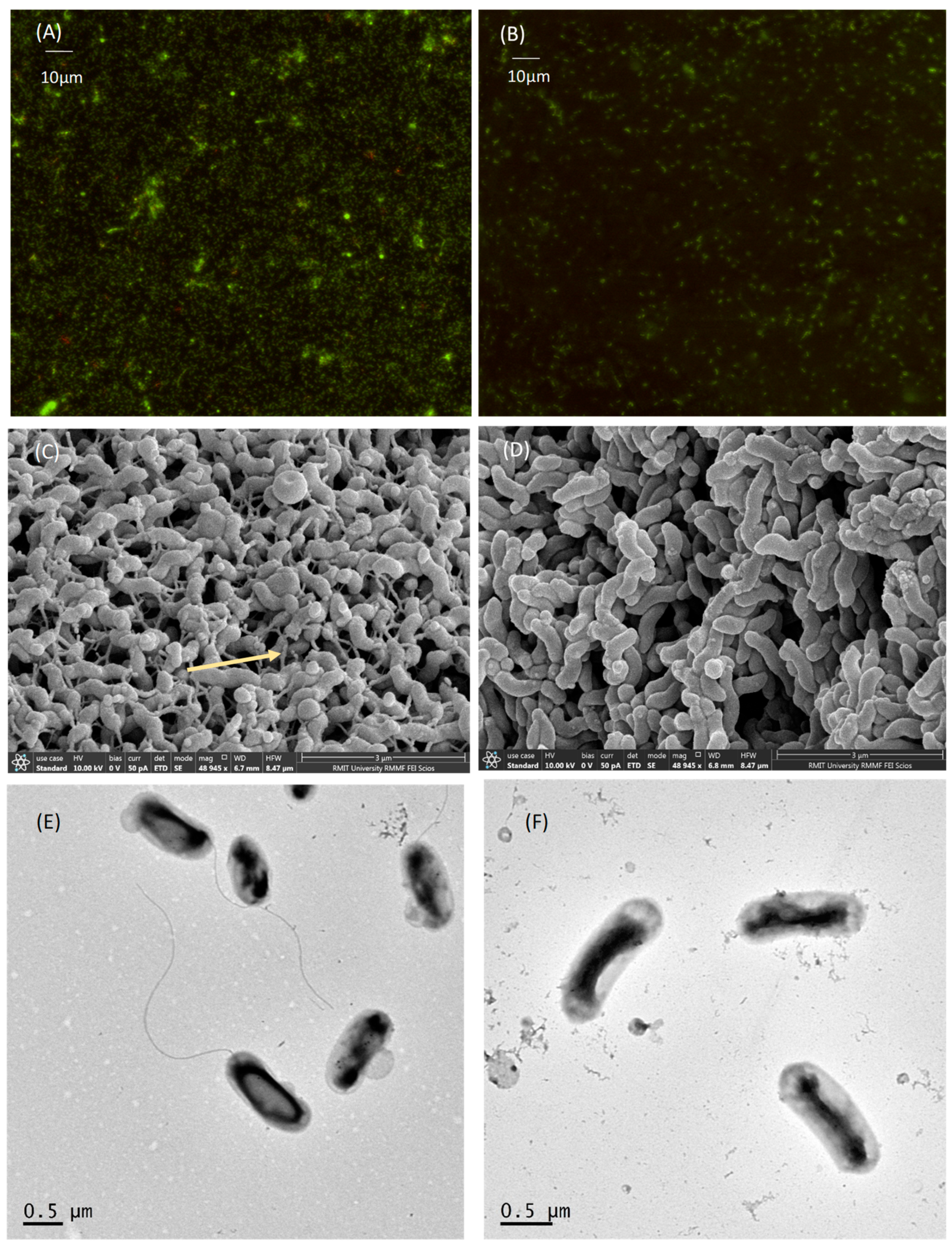 Microorganisms 12 00046 g004