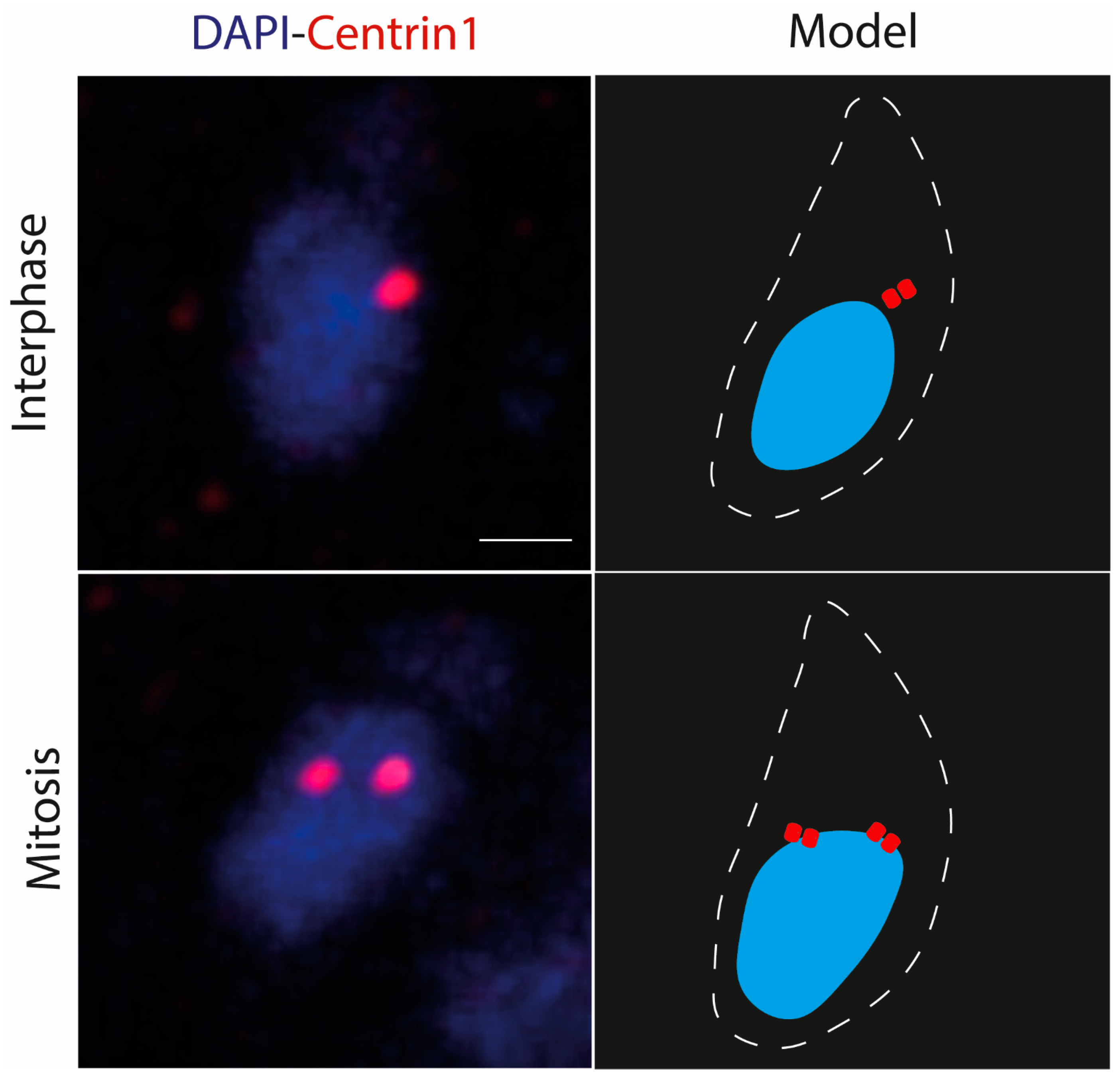 Microorganisms 12 00061 g002