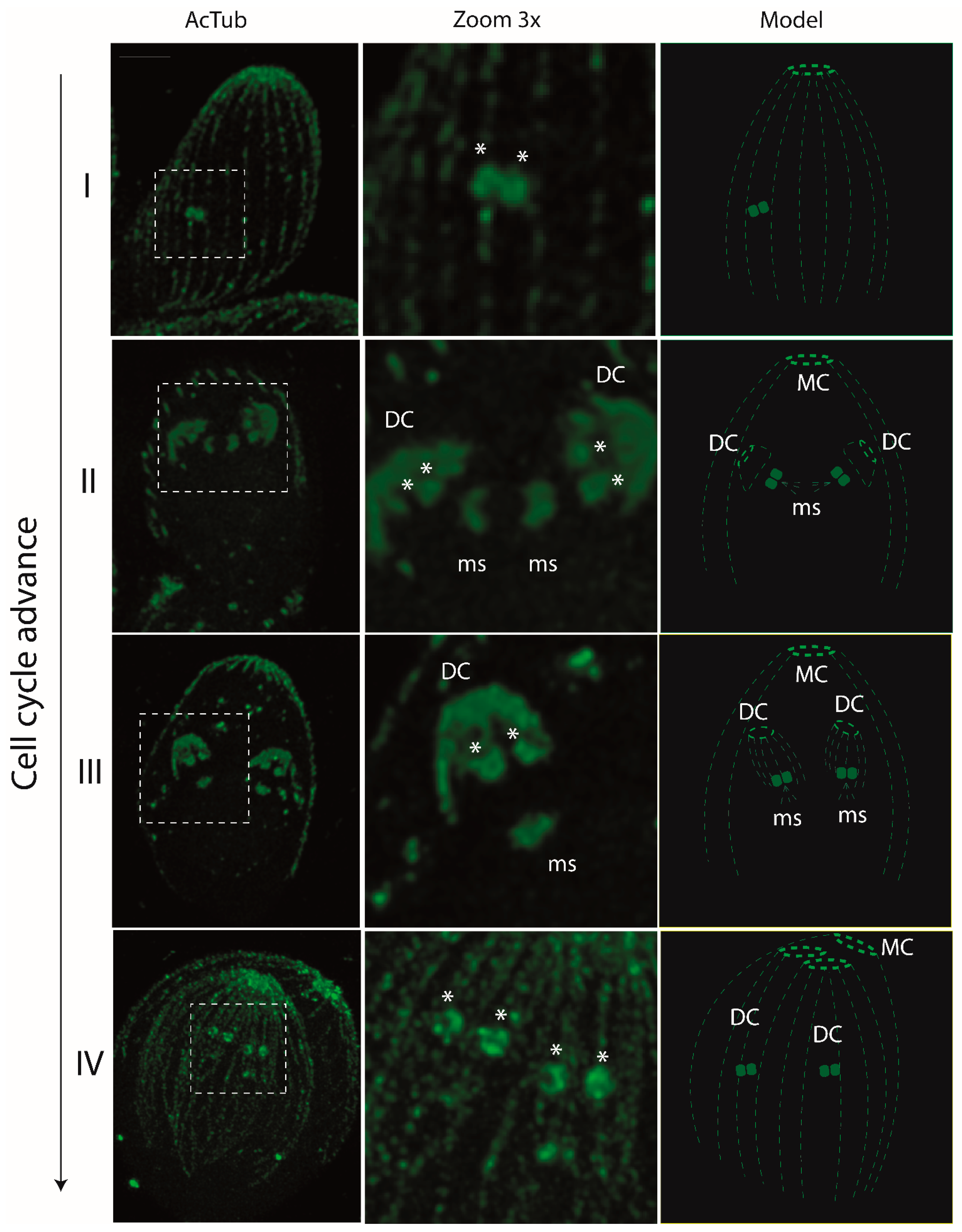 Microorganisms 12 00061 g003