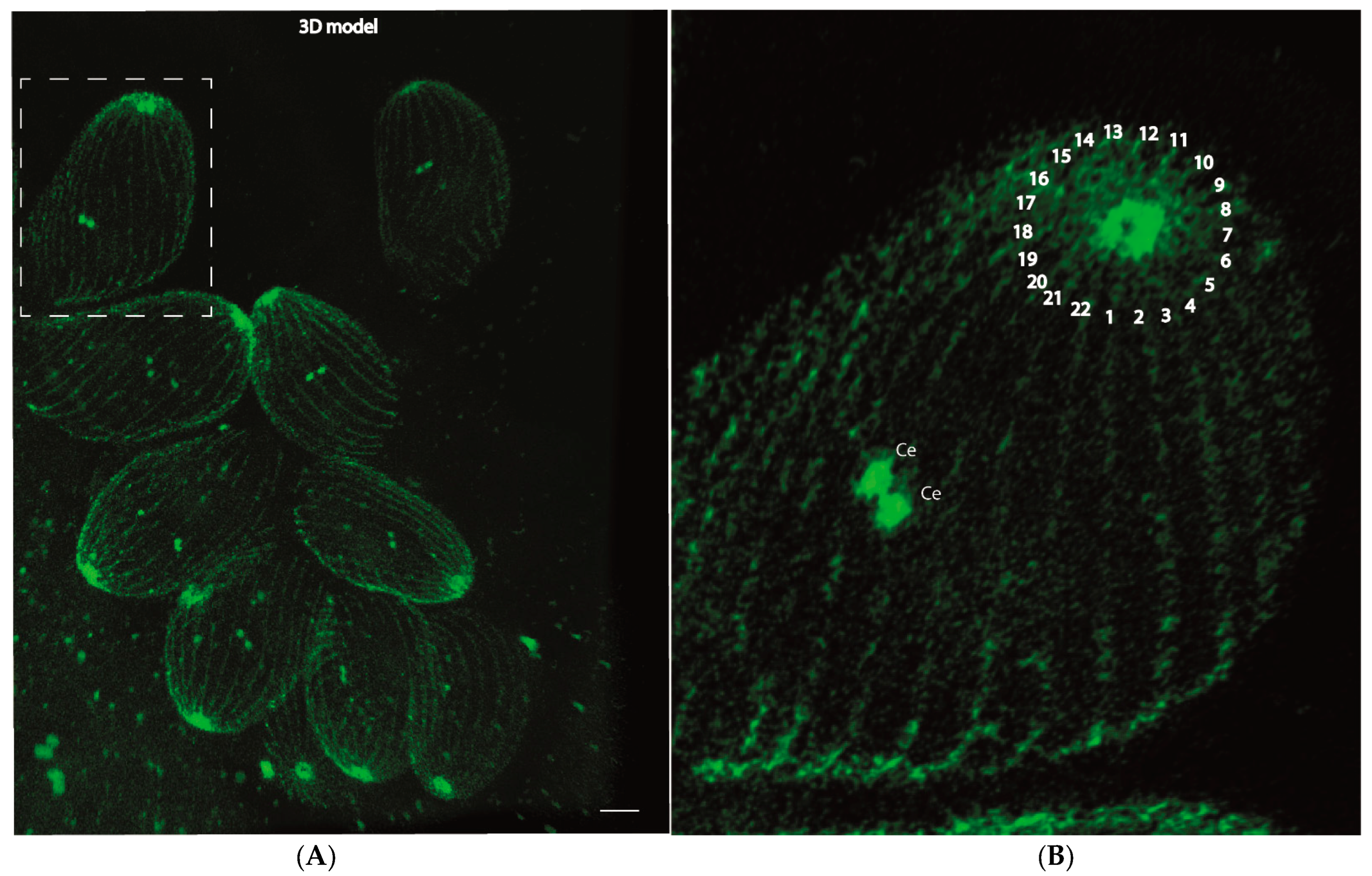 Microorganisms 12 00061 g004