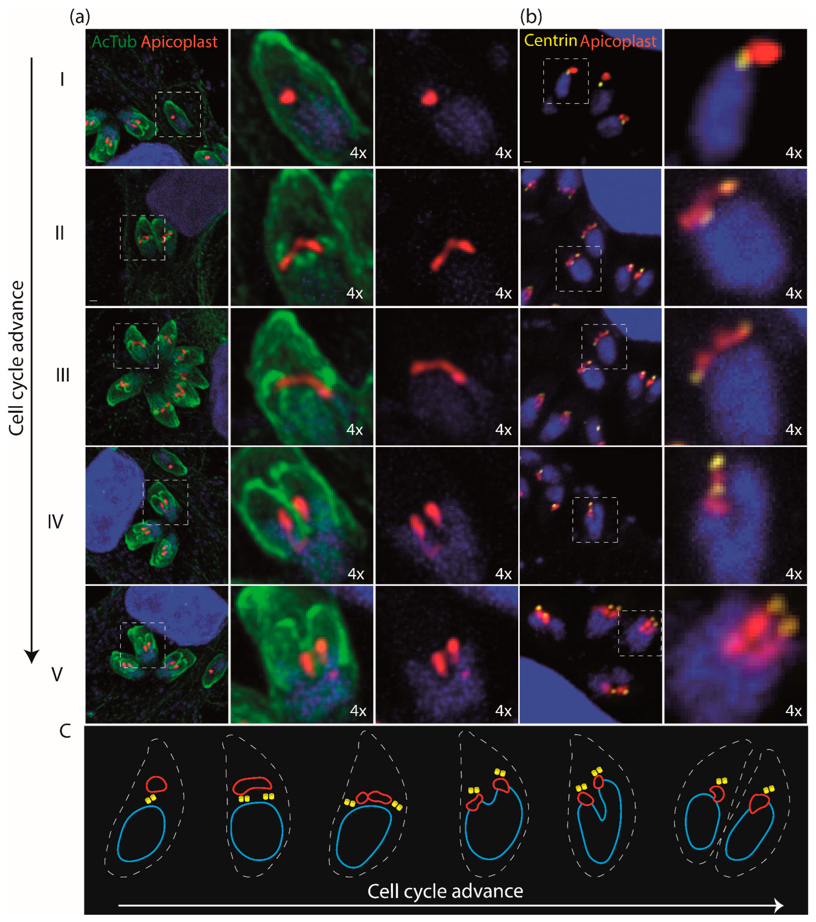 Microorganisms 12 00061 g005