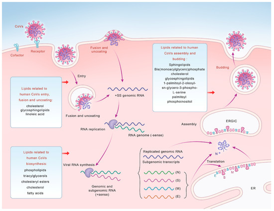 Microorganisms 12 00063 g001