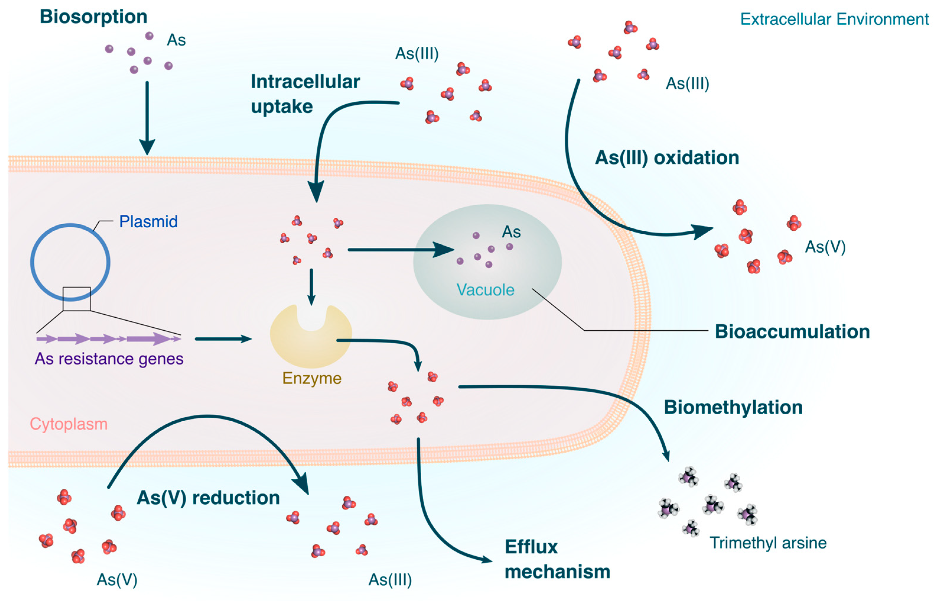 Microorganisms 12 00074 g001