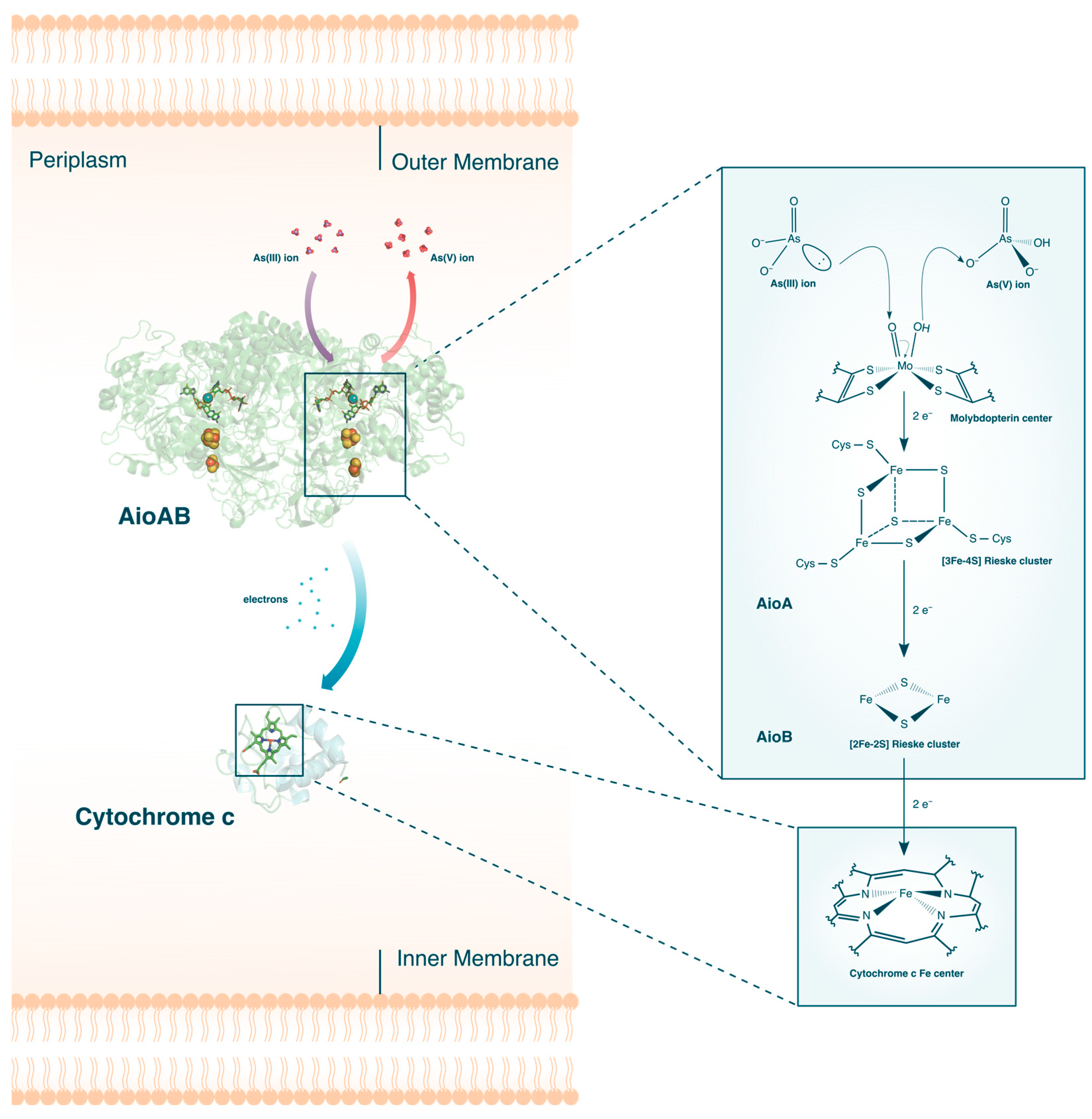 Microorganisms 12 00074 g004