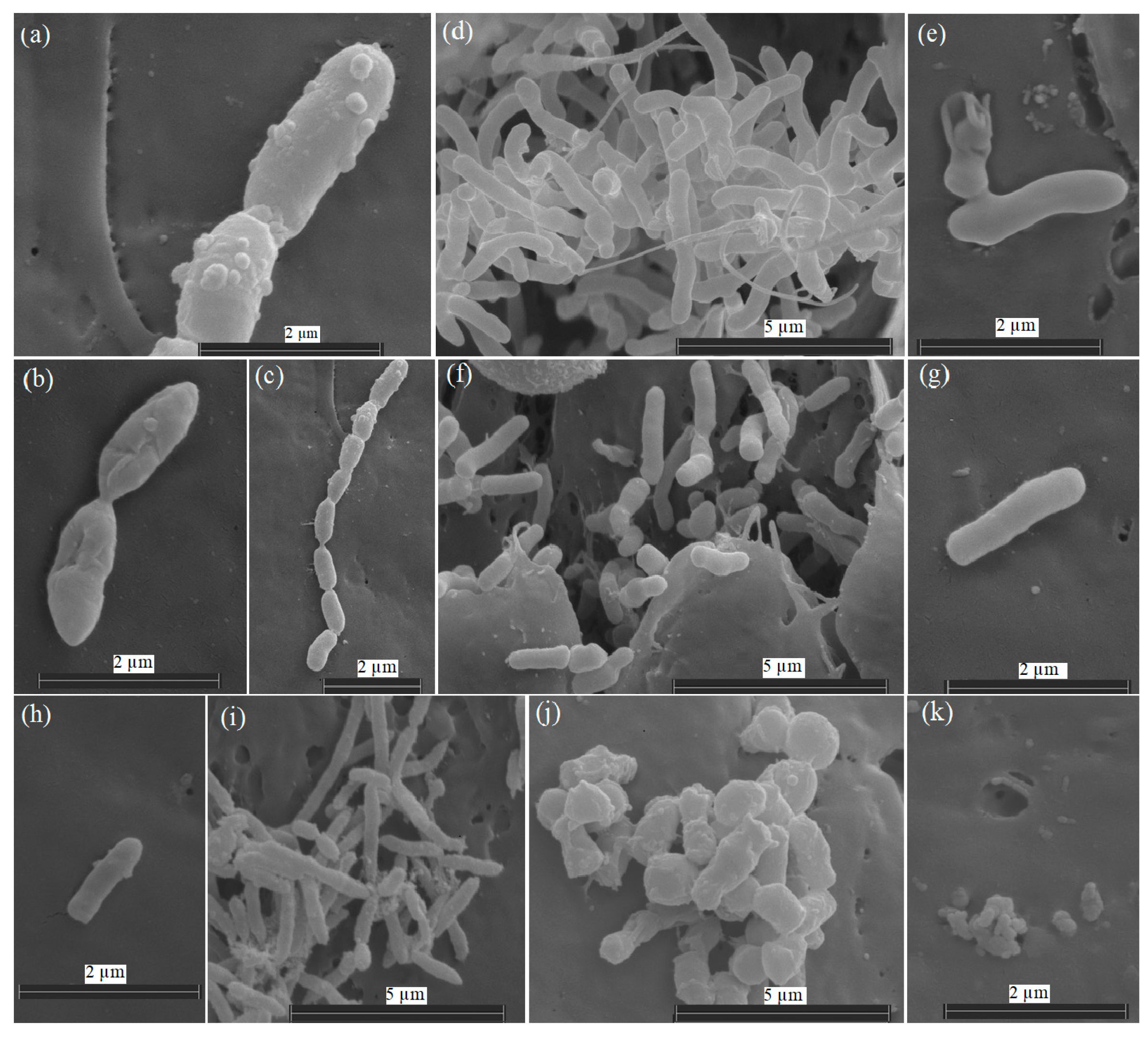 Microorganisms 12 00079 g001