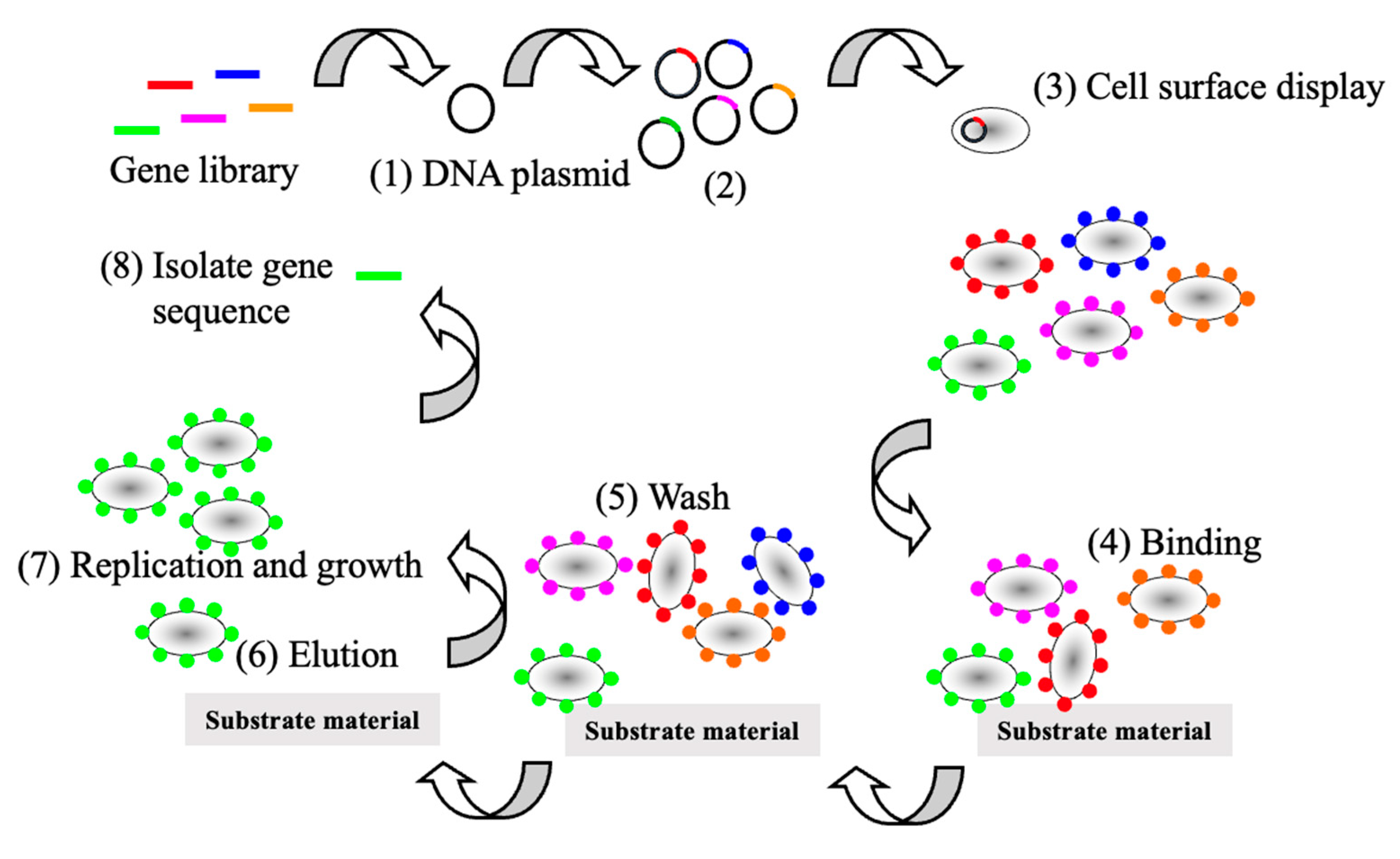 Microorganisms 12 00097 g002