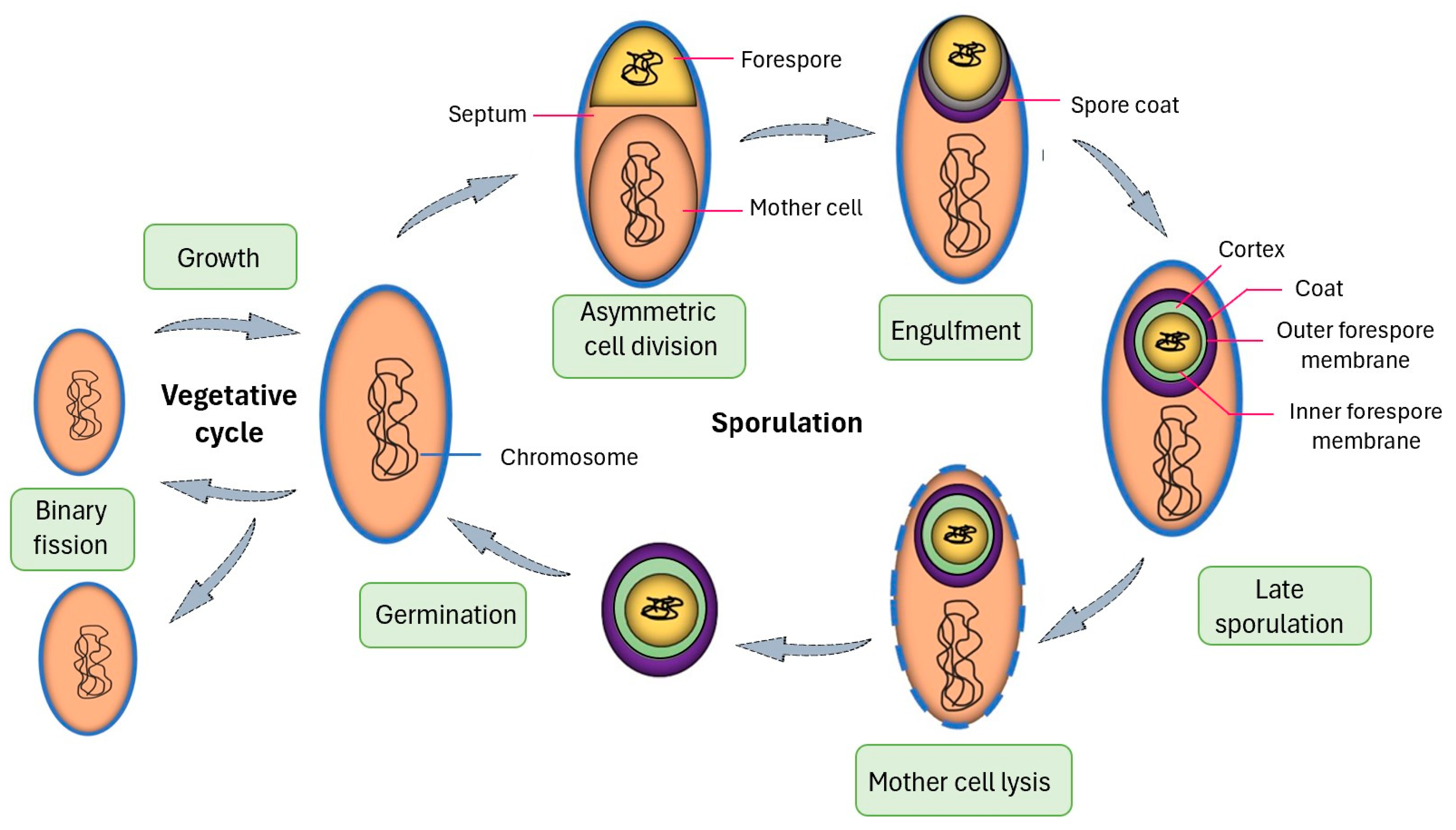 Microorganisms 12 00097 g004