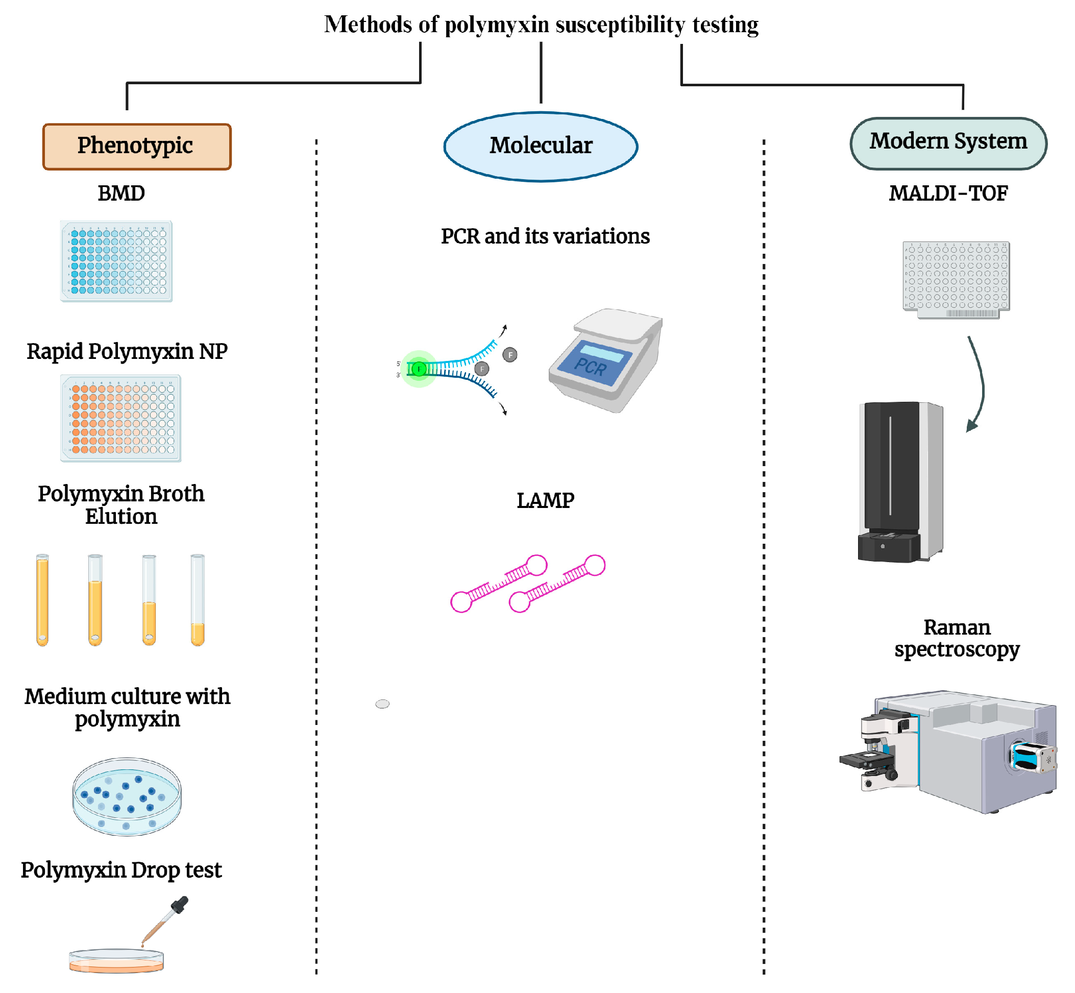 Microorganisms 12 00101 g001