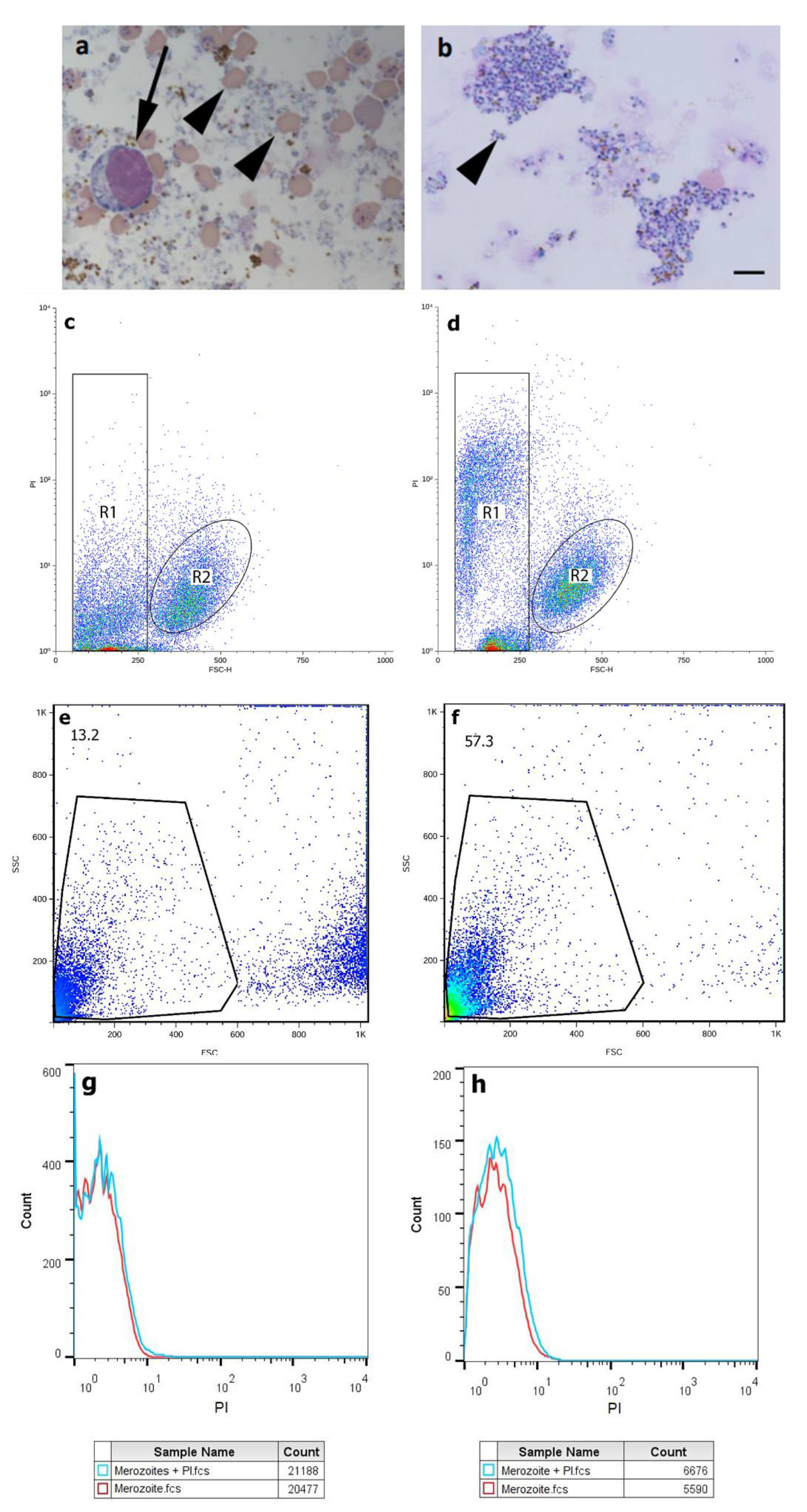 Microorganisms 12 00105 g001 Microorganisms 12 00105 g001