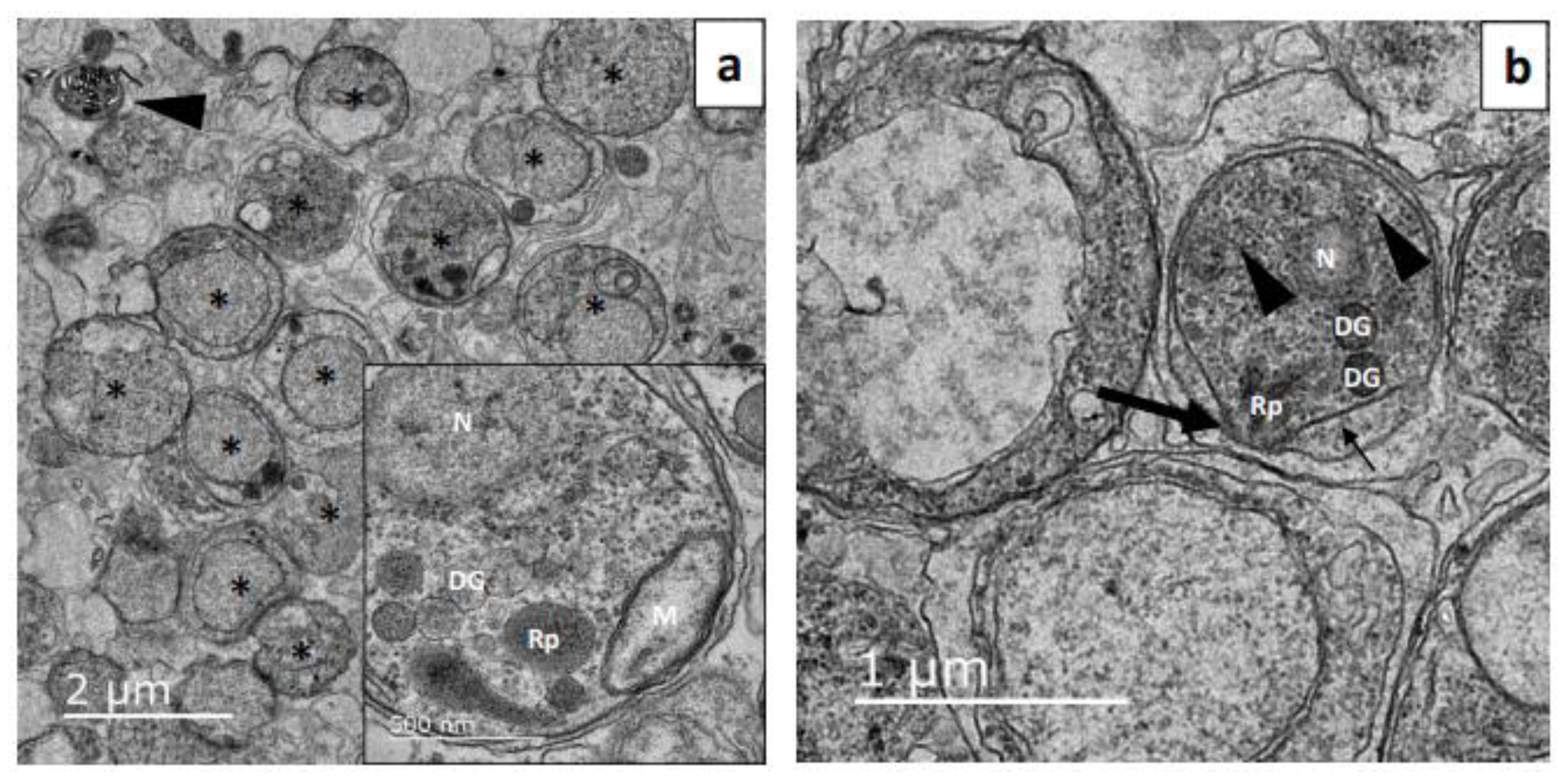 Microorganisms 12 00105 g003 Microorganisms 12 00105 g003