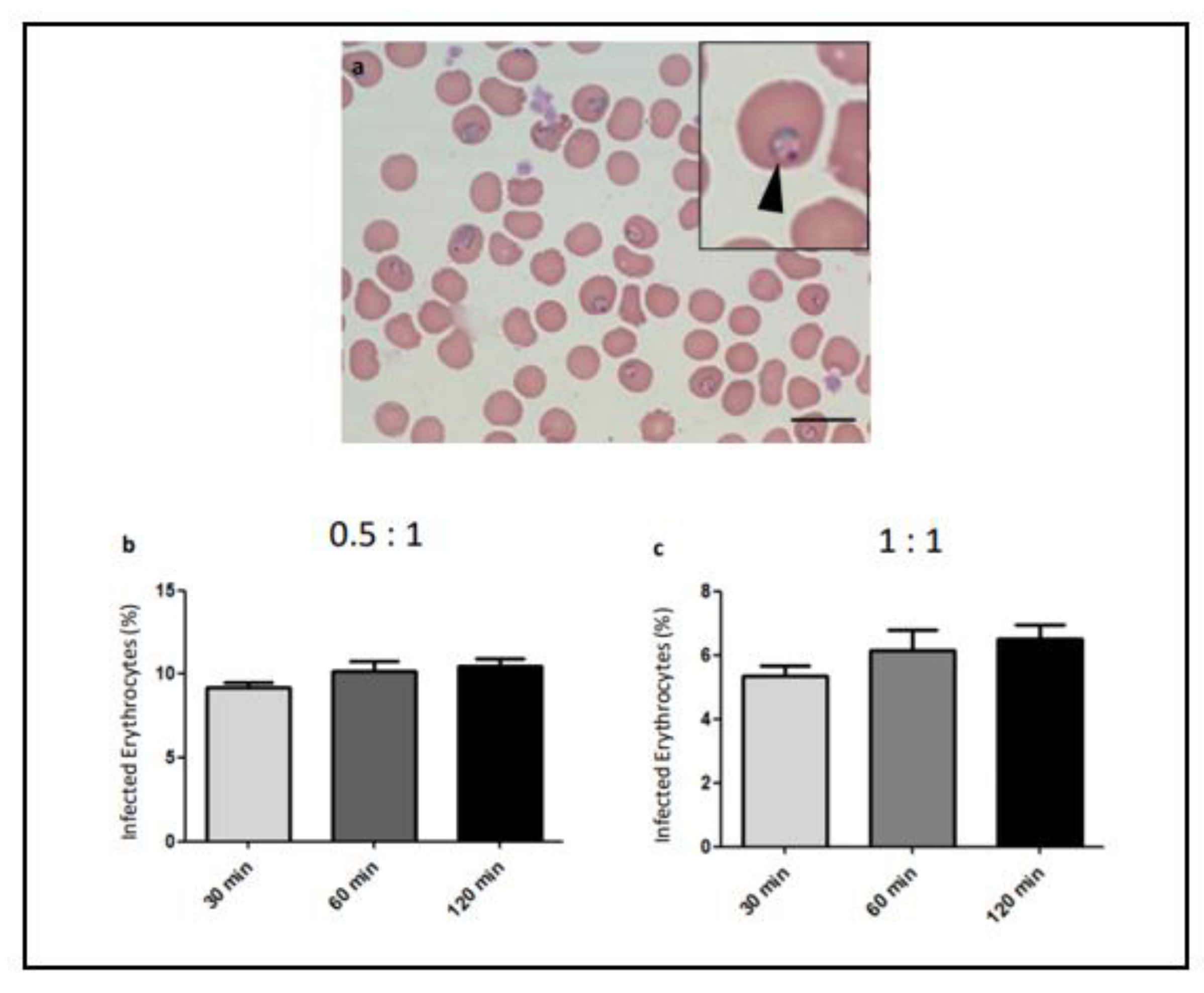 Microorganisms 12 00105 g004 Microorganisms 12 00105 g004