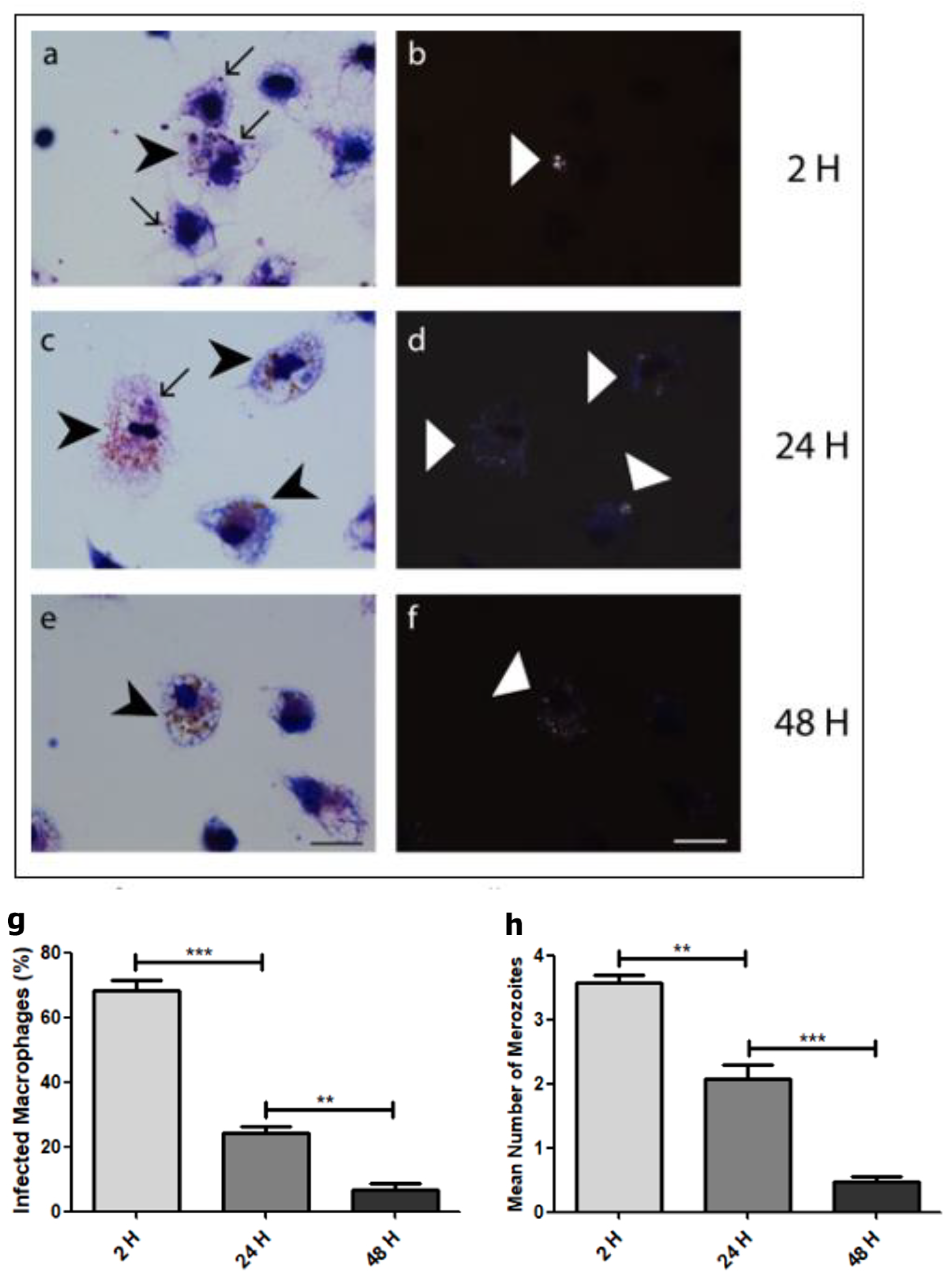 Microorganisms 12 00105 g005 Microorganisms 12 00105 g005