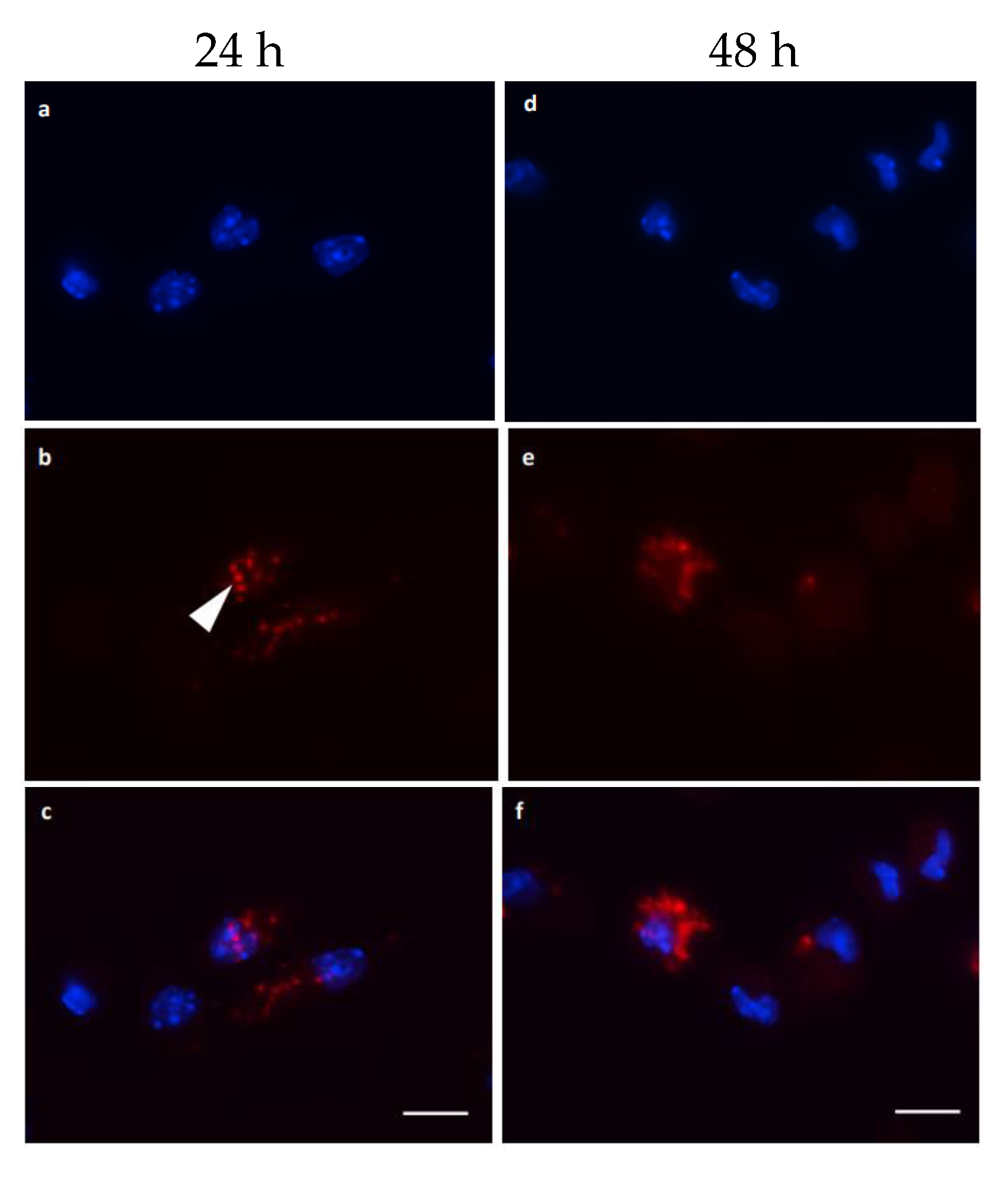 Microorganisms 12 00105 g006 Microorganisms 12 00105 g006