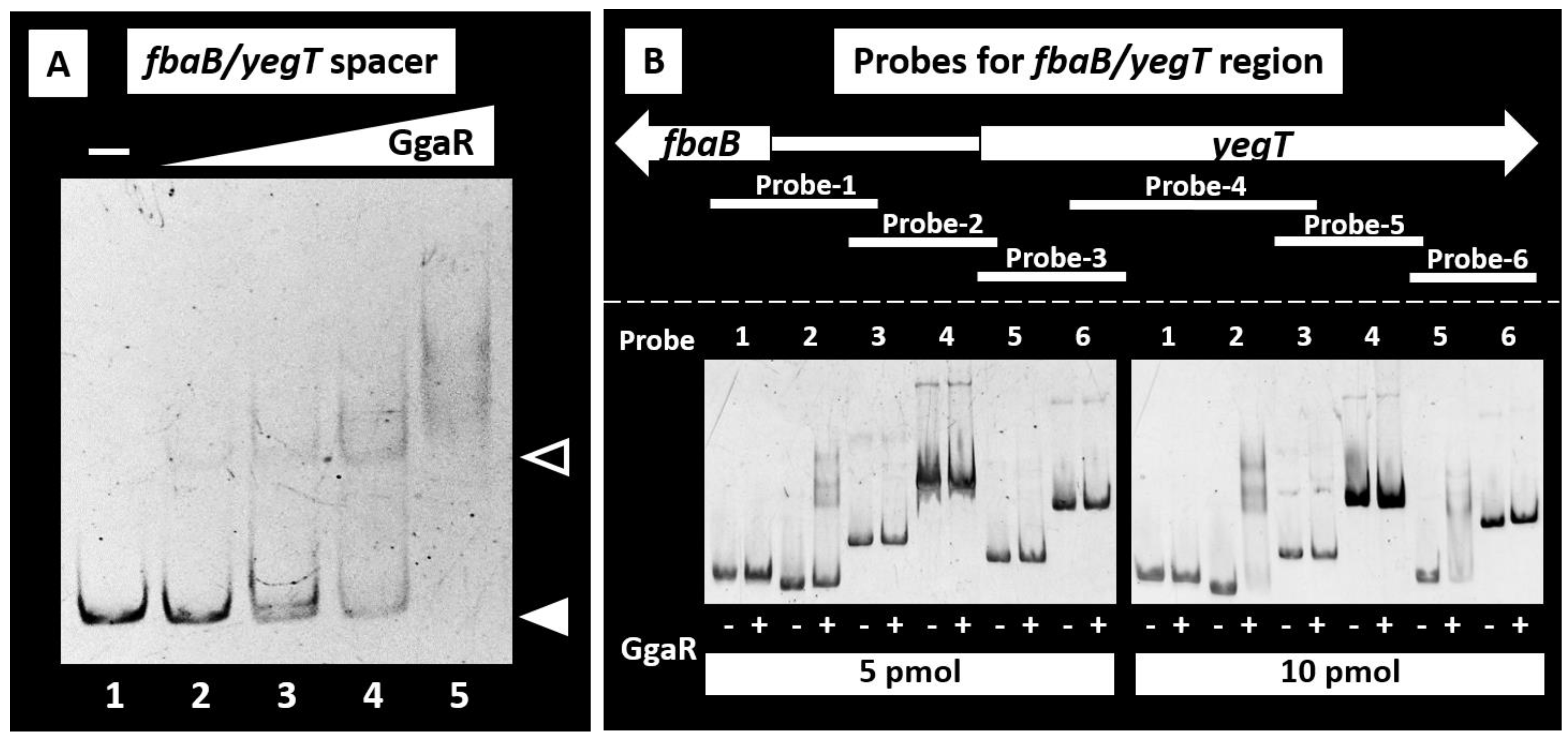 Microorganisms 12 00115 g002