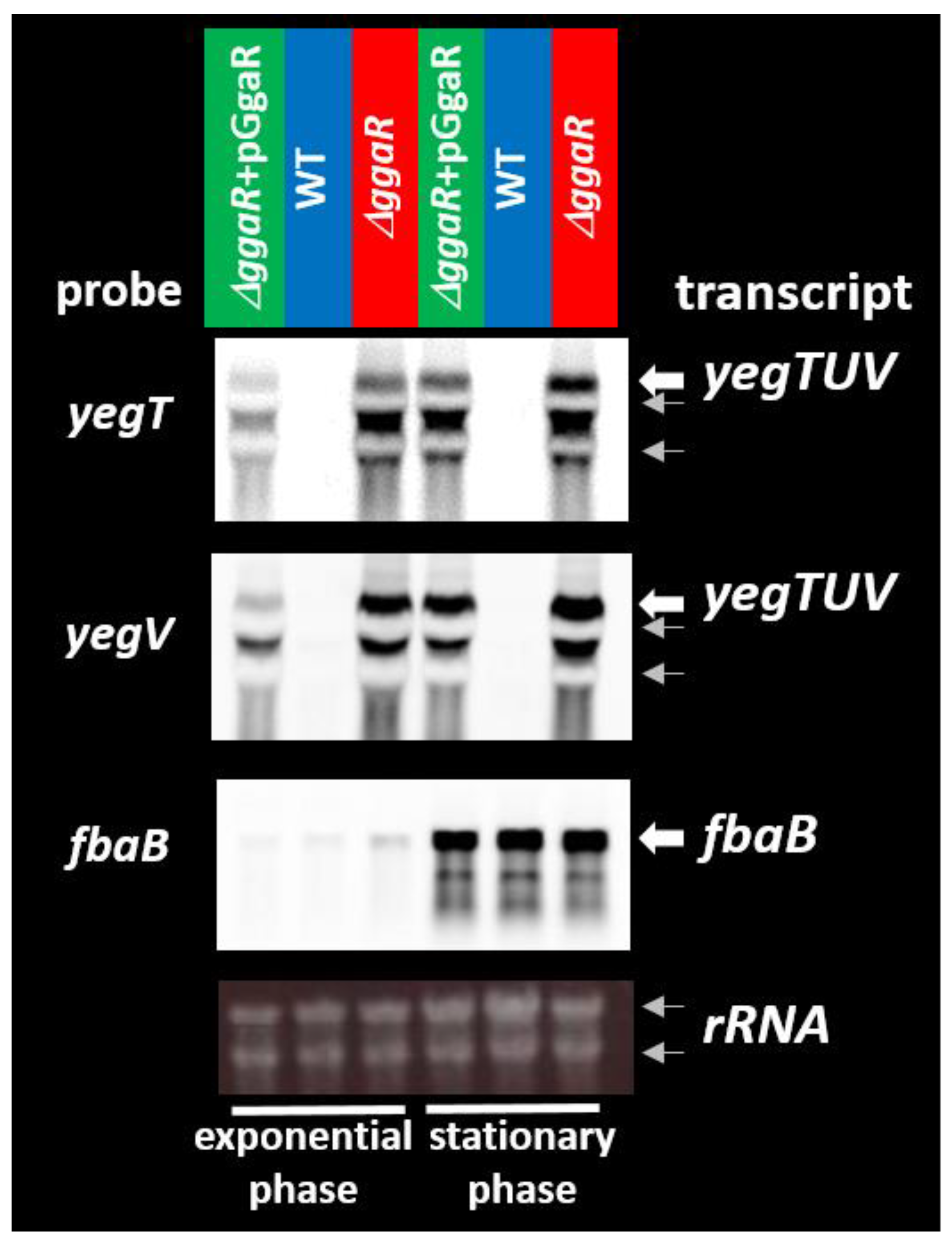 Microorganisms 12 00115 g003
