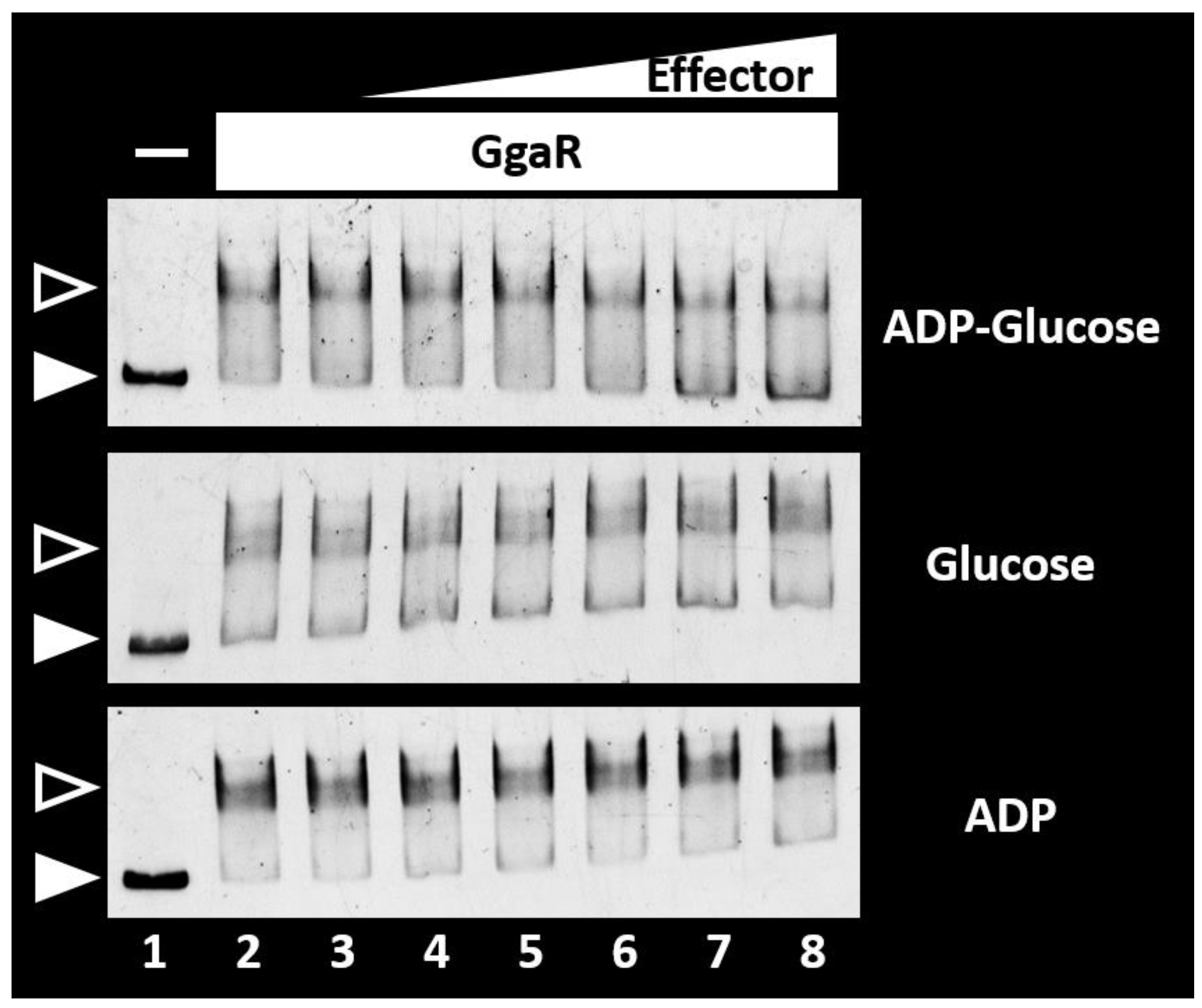 Microorganisms 12 00115 g006