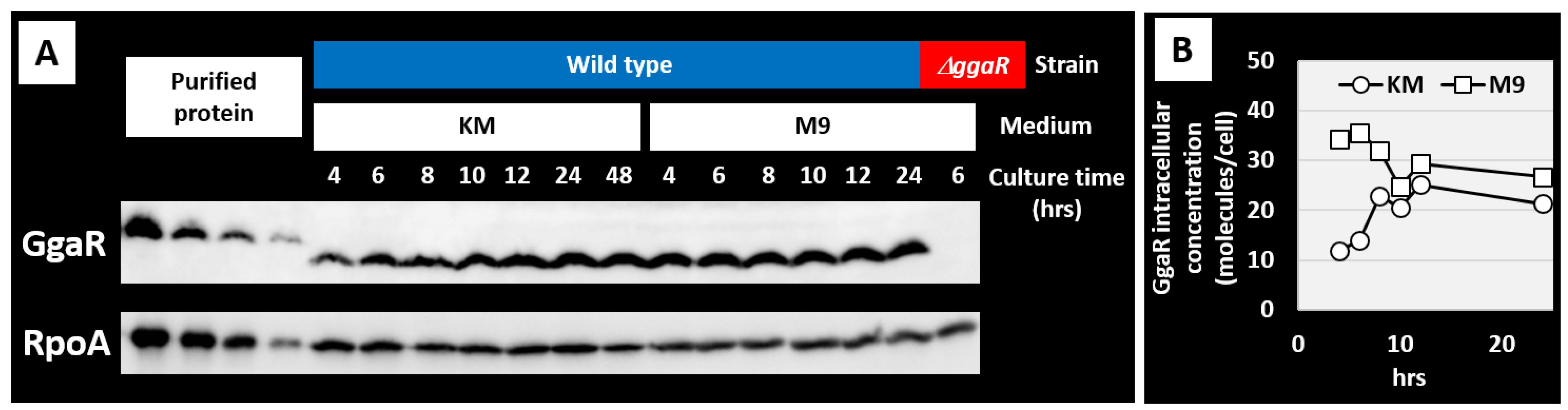 Microorganisms 12 00115 g009