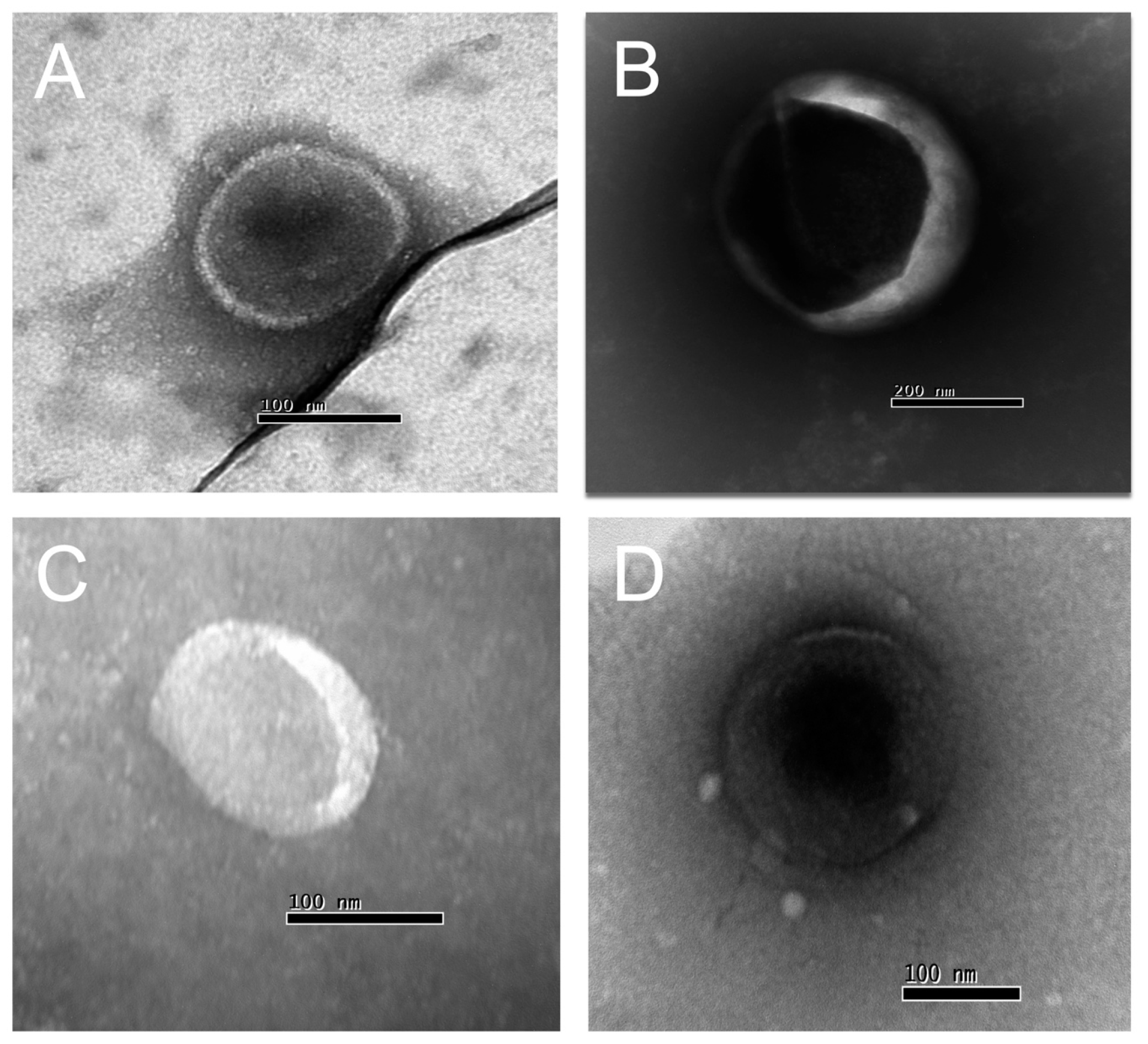 Microorganisms 12 00116 g002