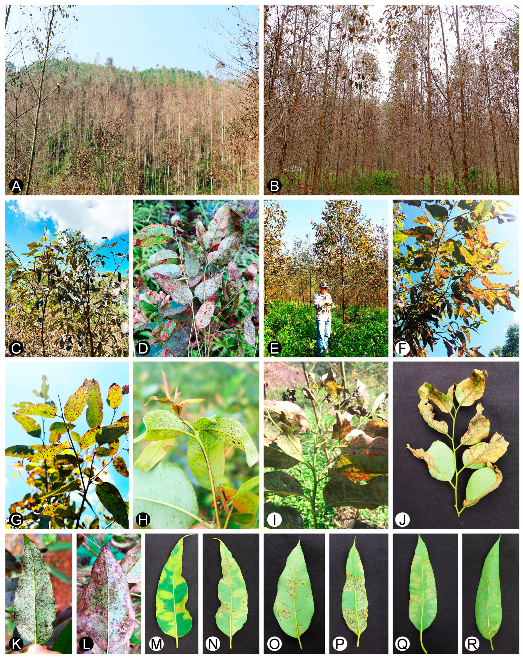 Microorganisms 12 00129 g001