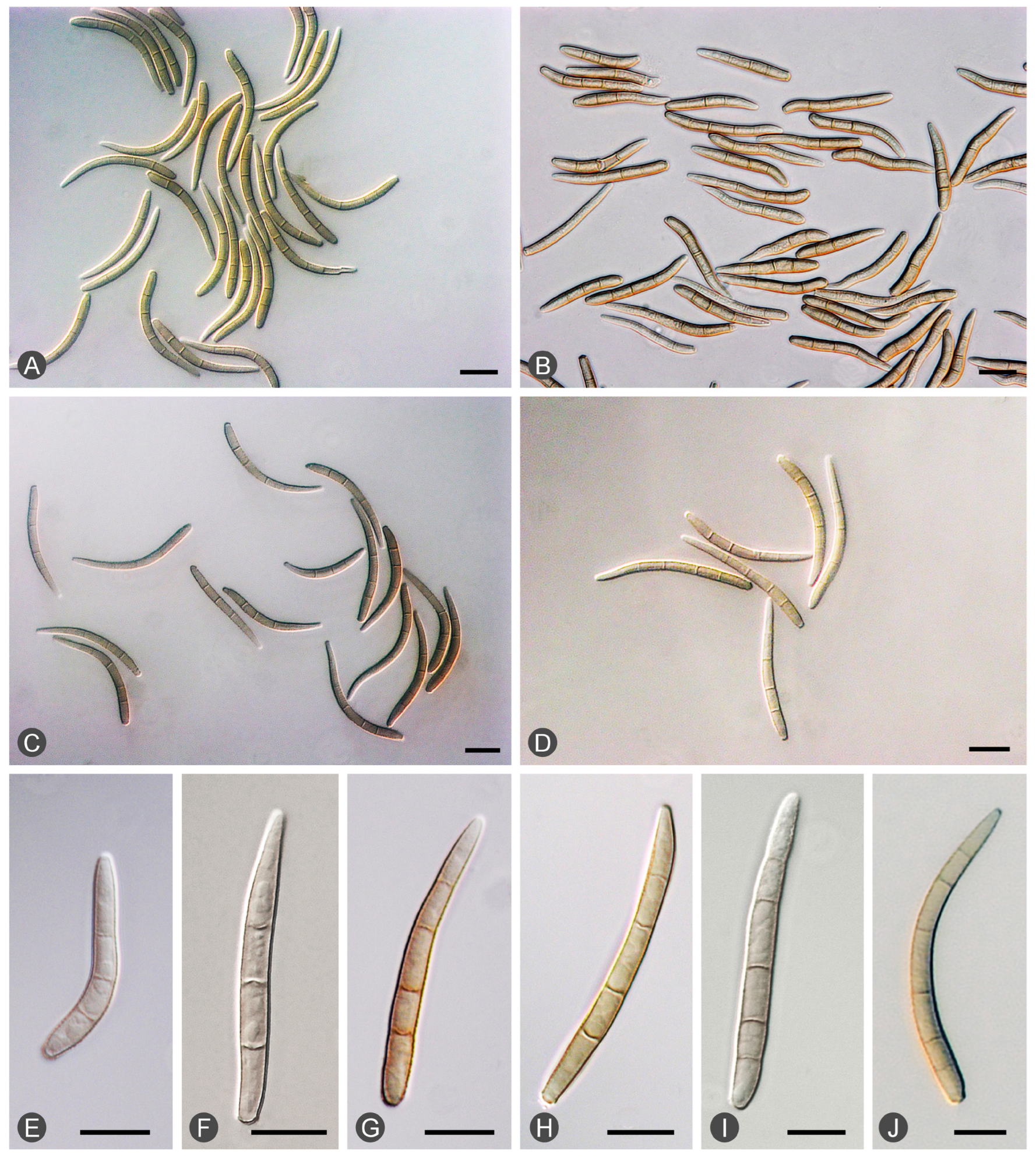 Microorganisms 12 00129 g003