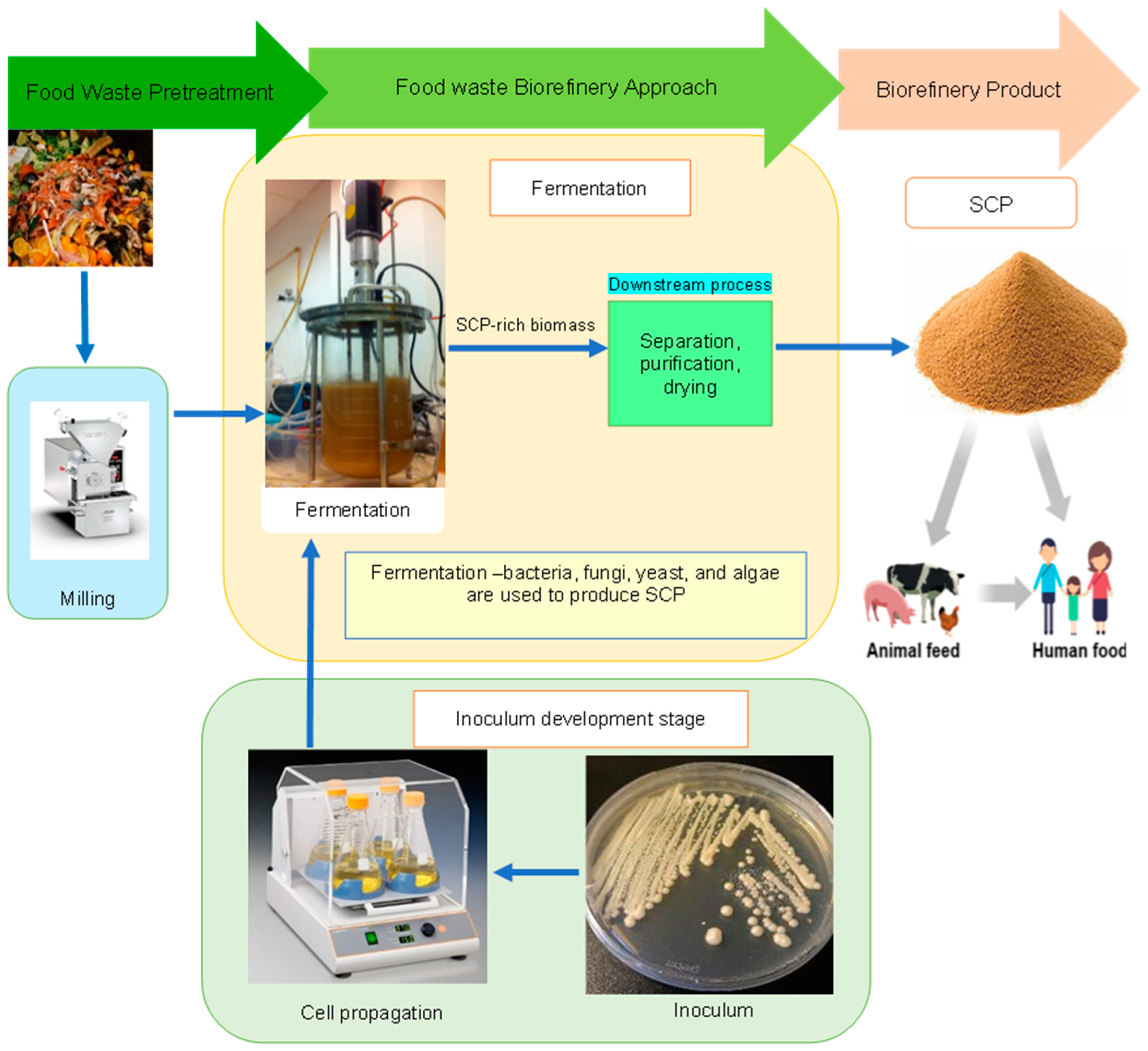Microorganisms 12 00166 g001 Microorganisms 12 00166 g001