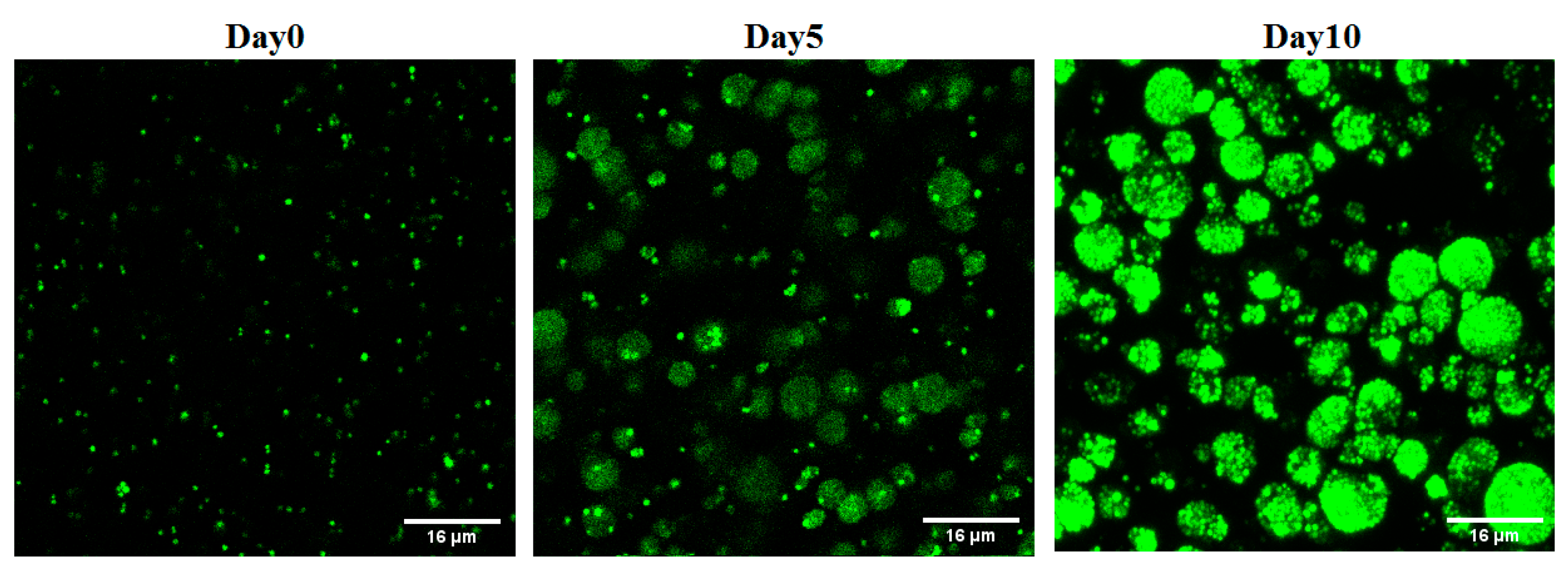 Microorganisms 12 00203 g002