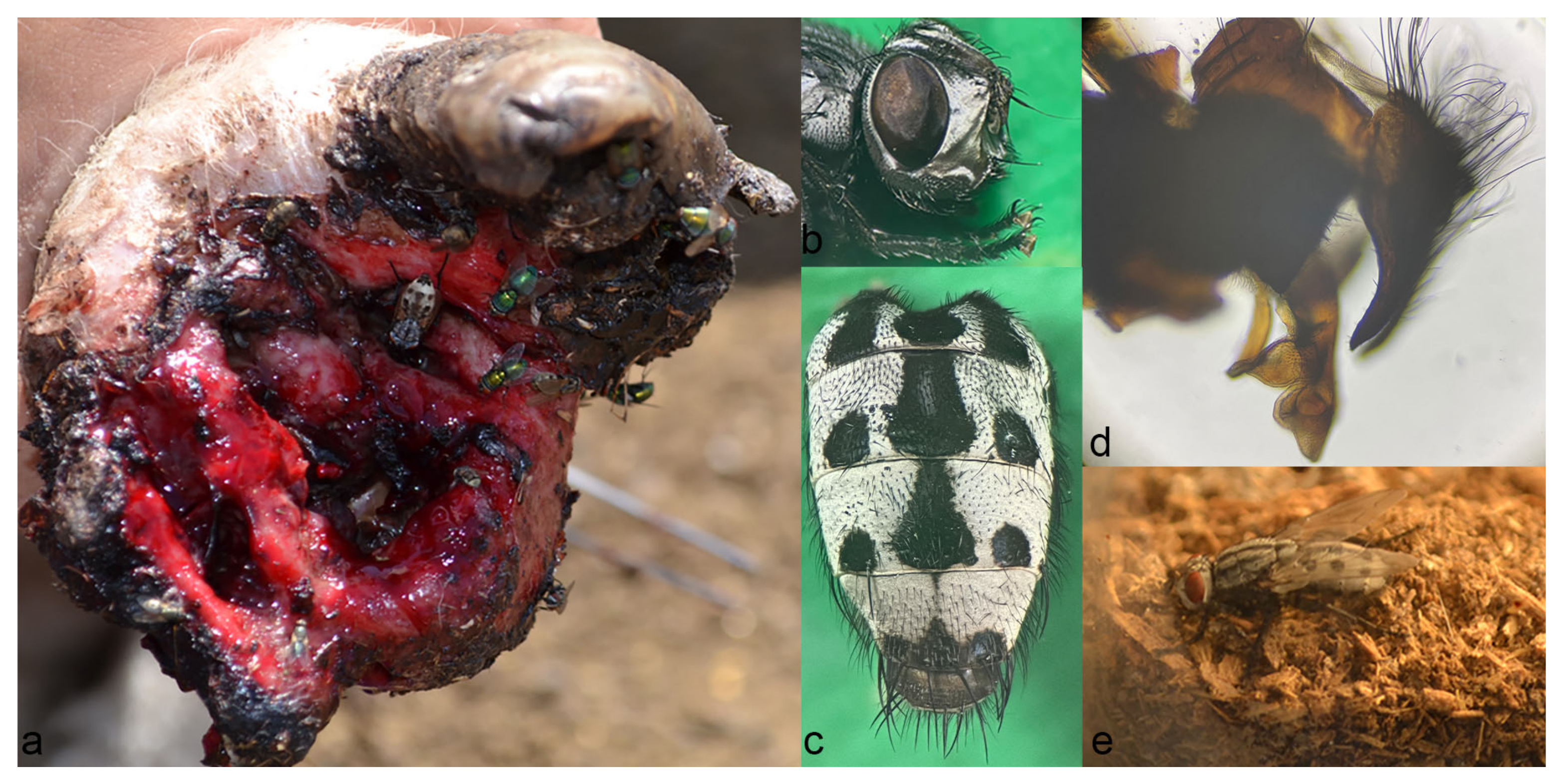 Microorganisms 12 00233 g002