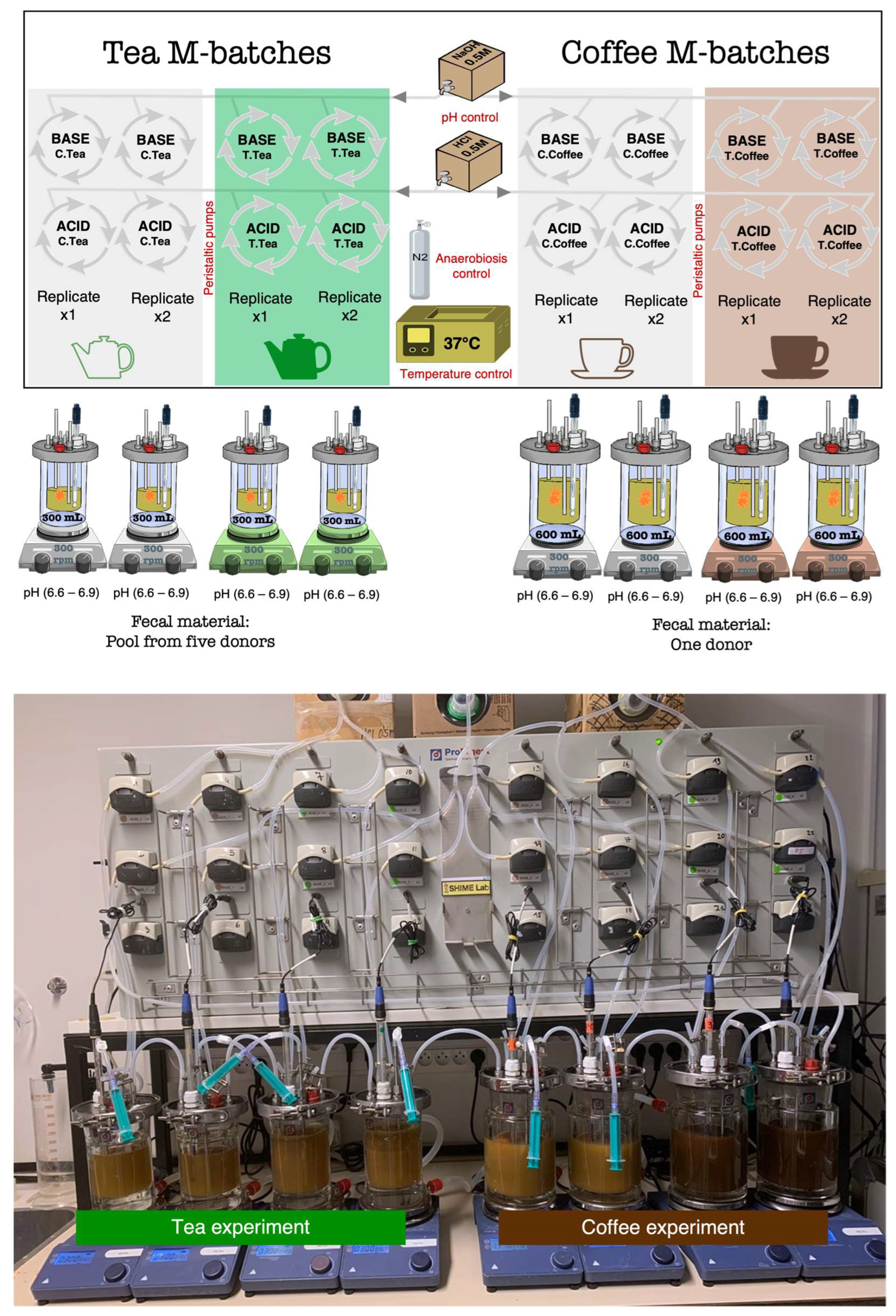 Microorganisms 12 00236 g001
