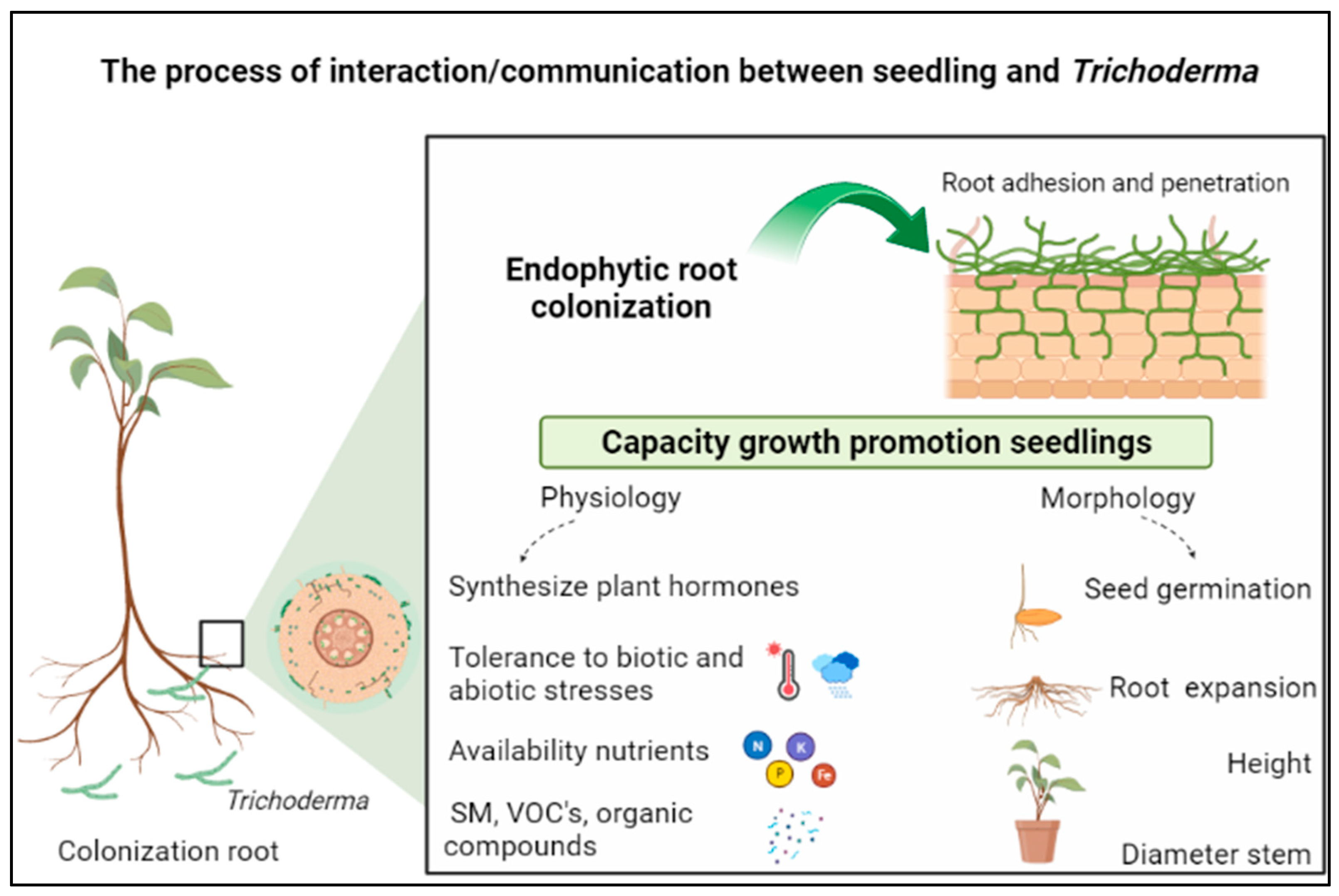 Microorganisms 12 00237 g001