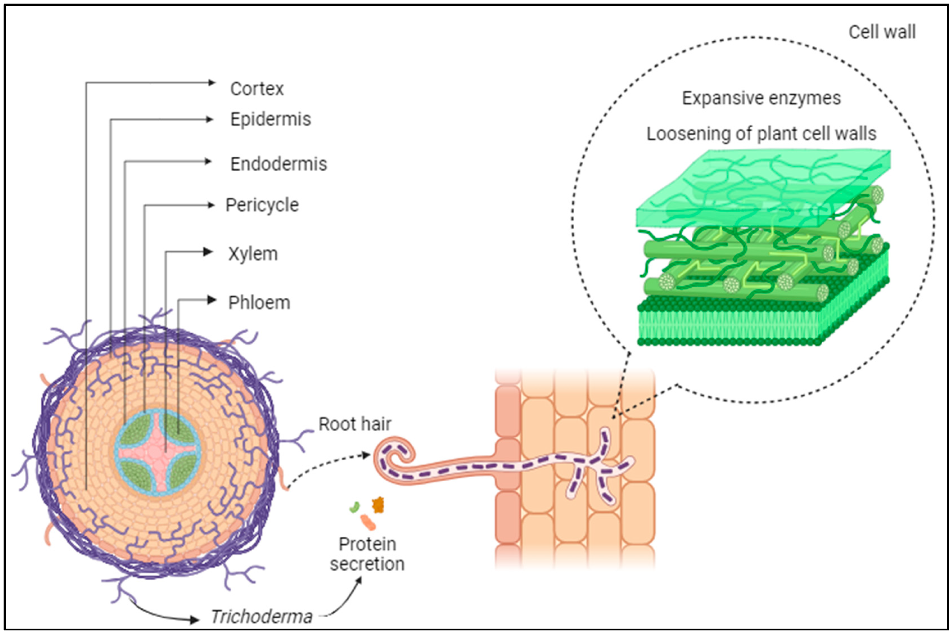 Microorganisms 12 00237 g003