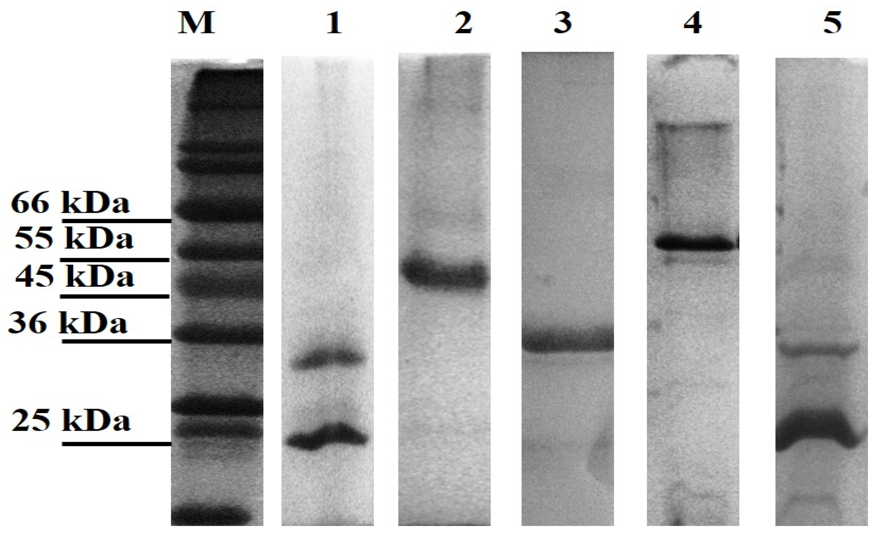 Microorganisms 12 00245 g001