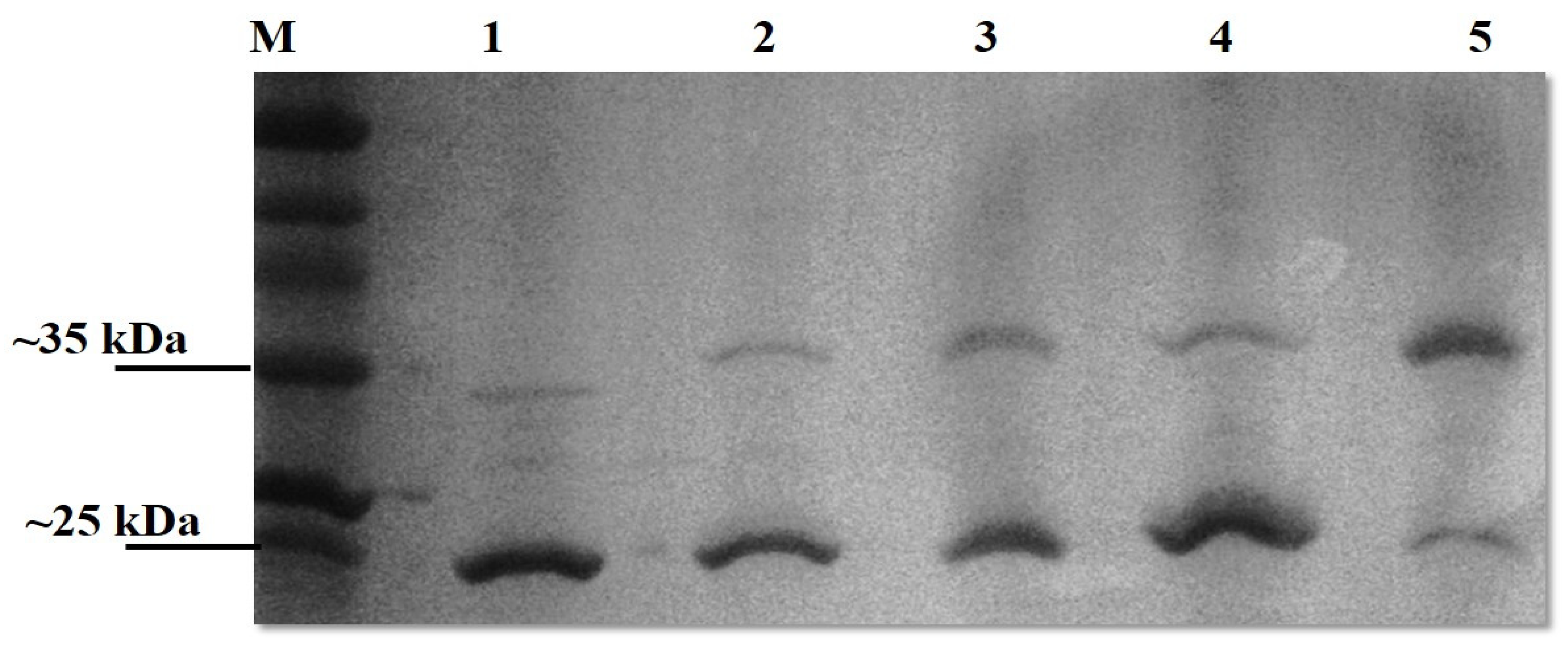 Microorganisms 12 00245 g003