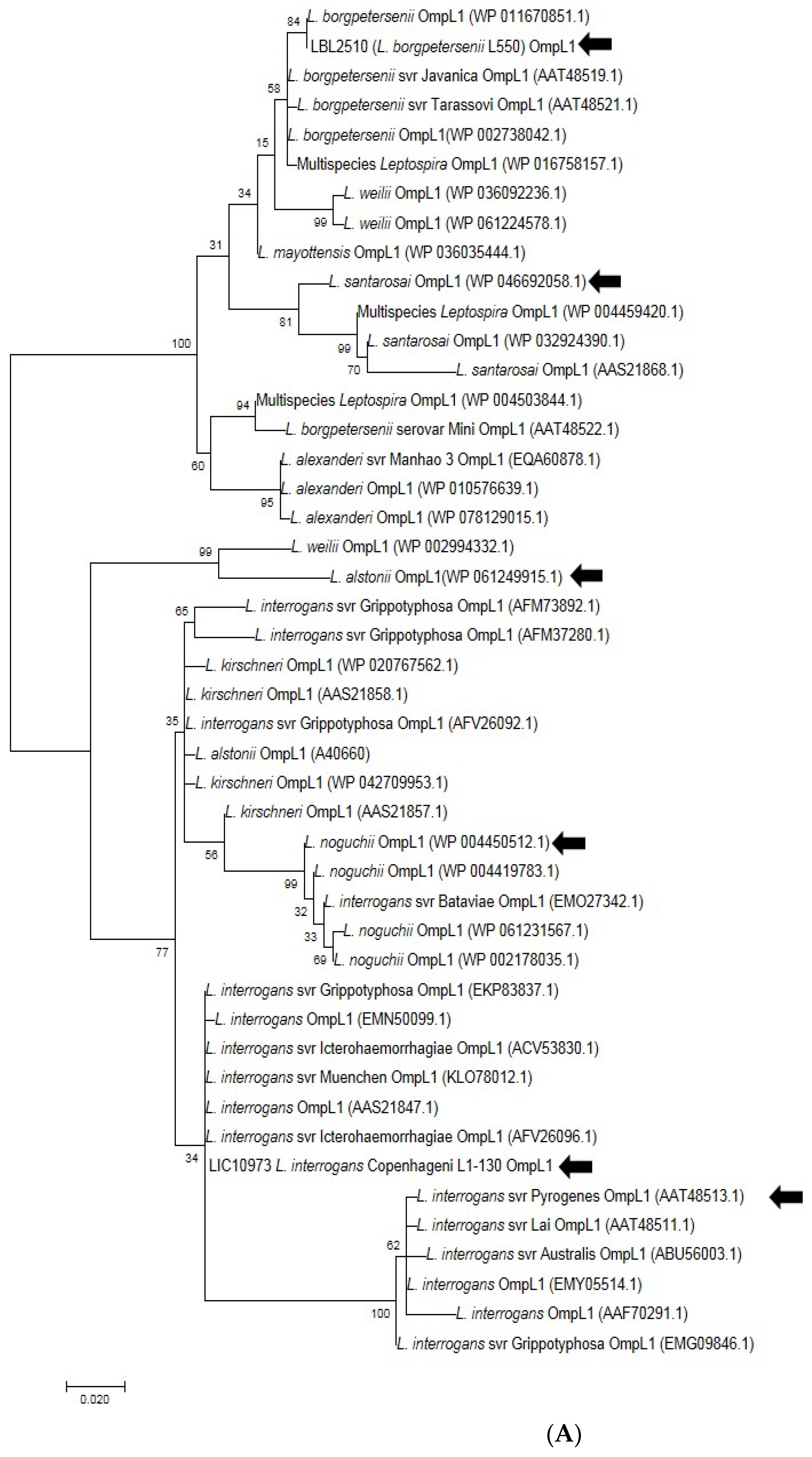 Microorganisms 12 00245 g008a