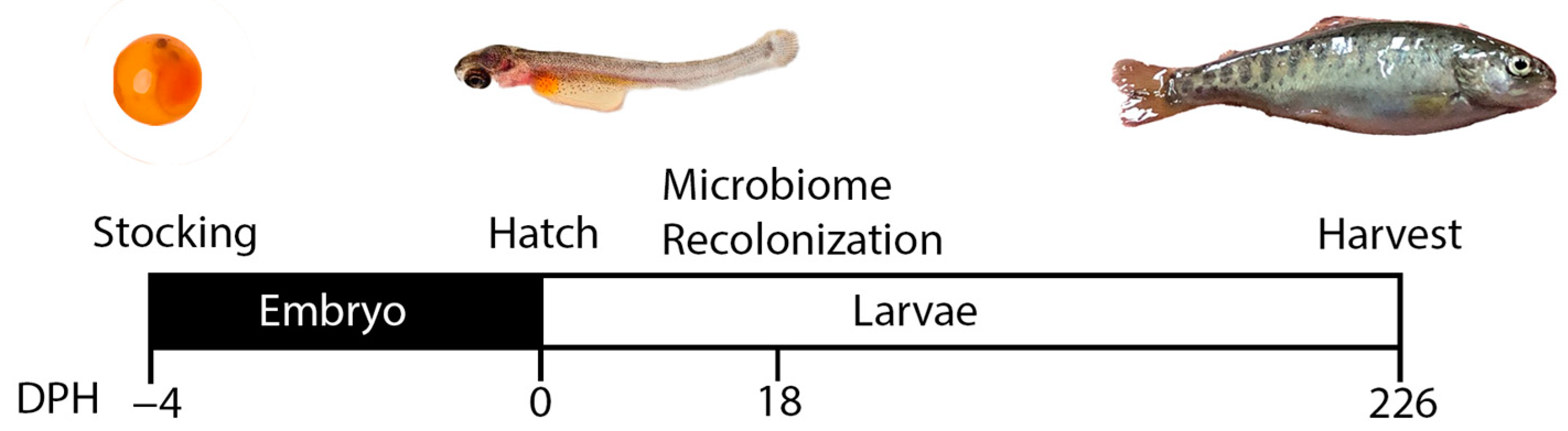 Microorganisms 12 00261 g001