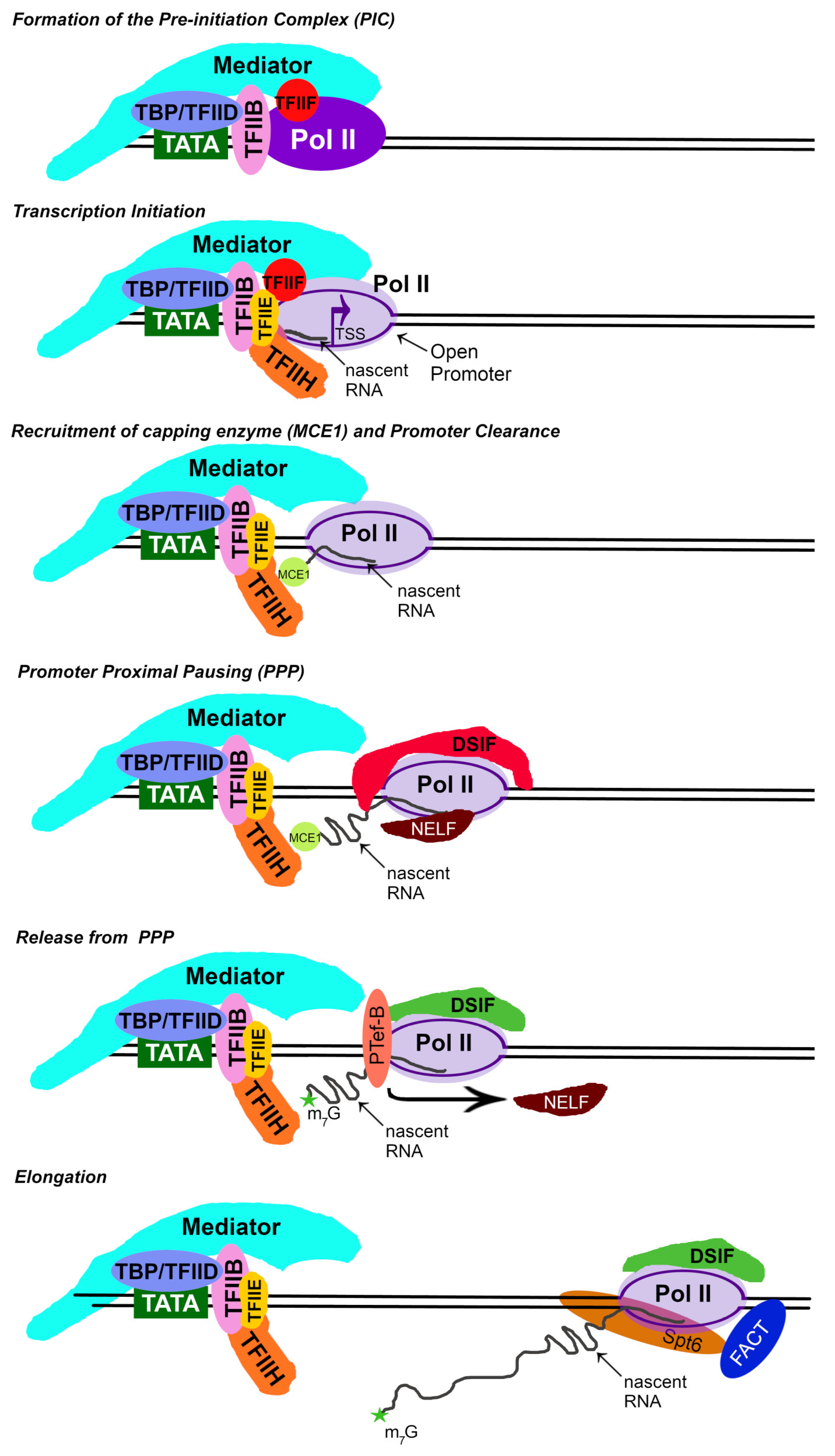 Microorganisms 12 00262 g001