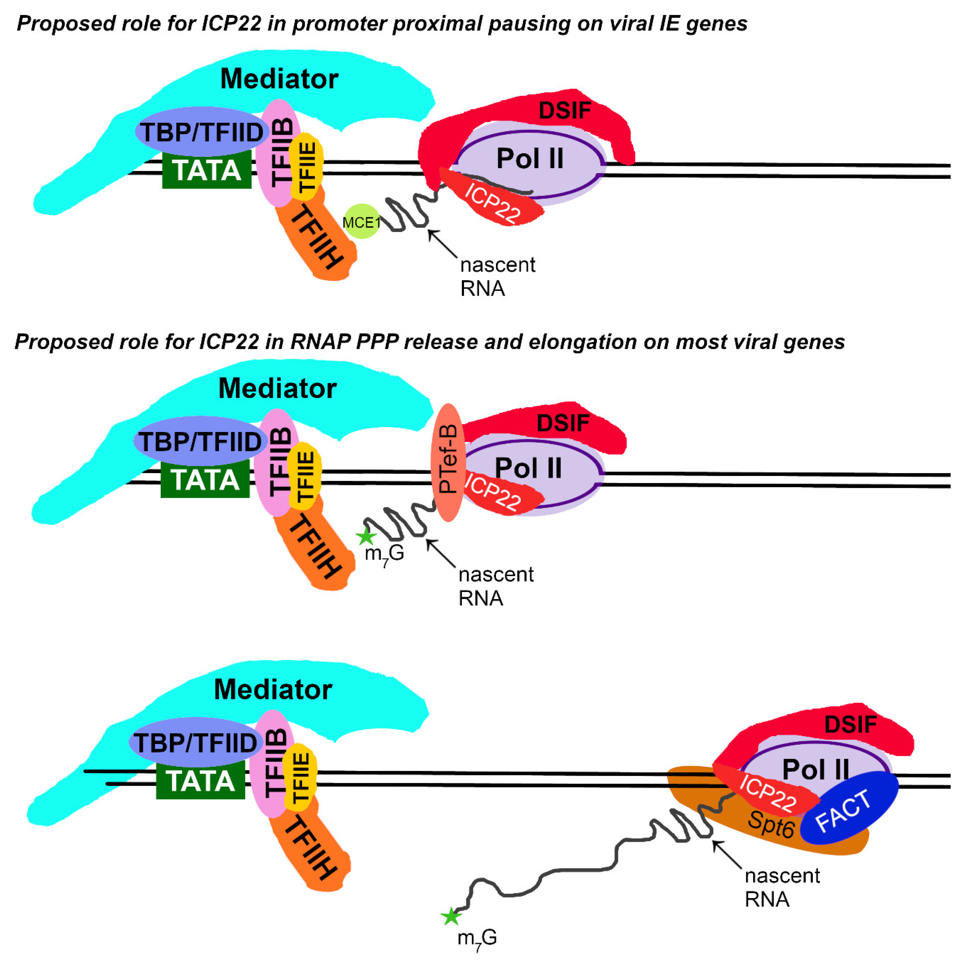 Microorganisms 12 00262 g004
